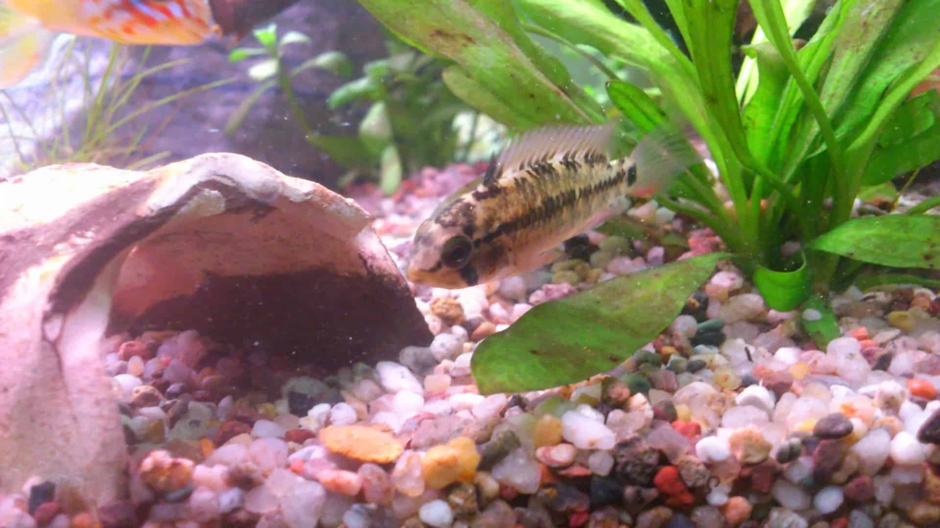 Apistogramma macmasteri