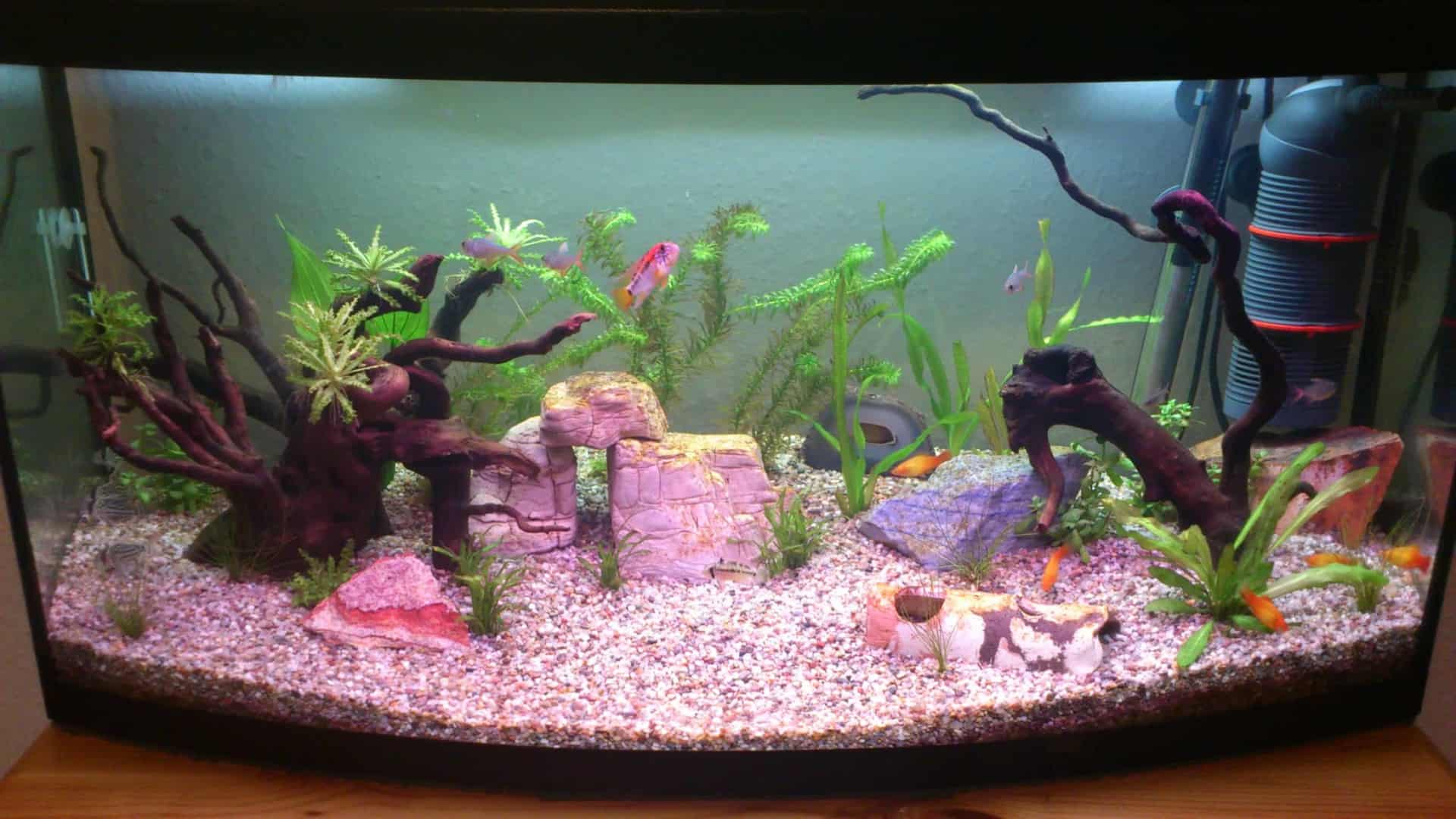 Apistogramma macmasteri