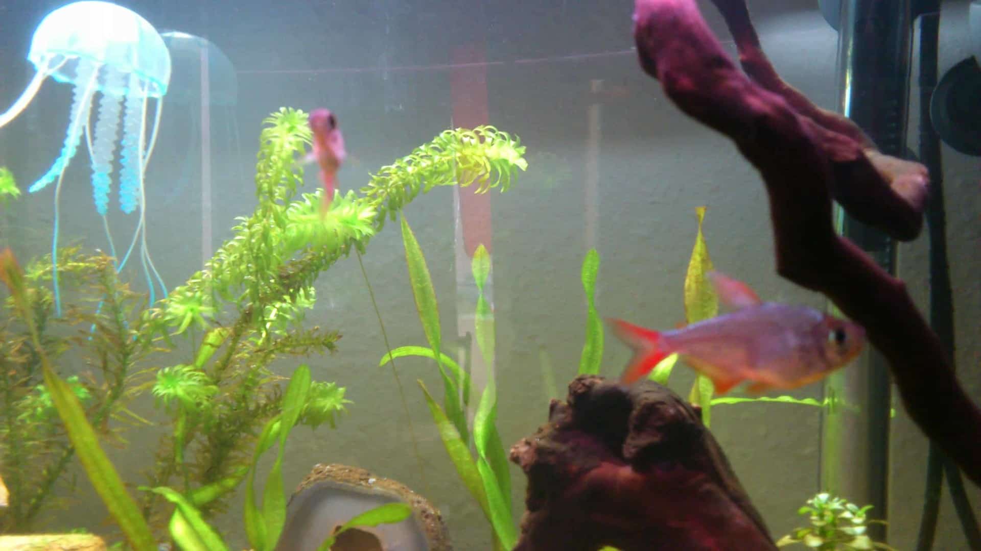Apistogramma macmasteri
