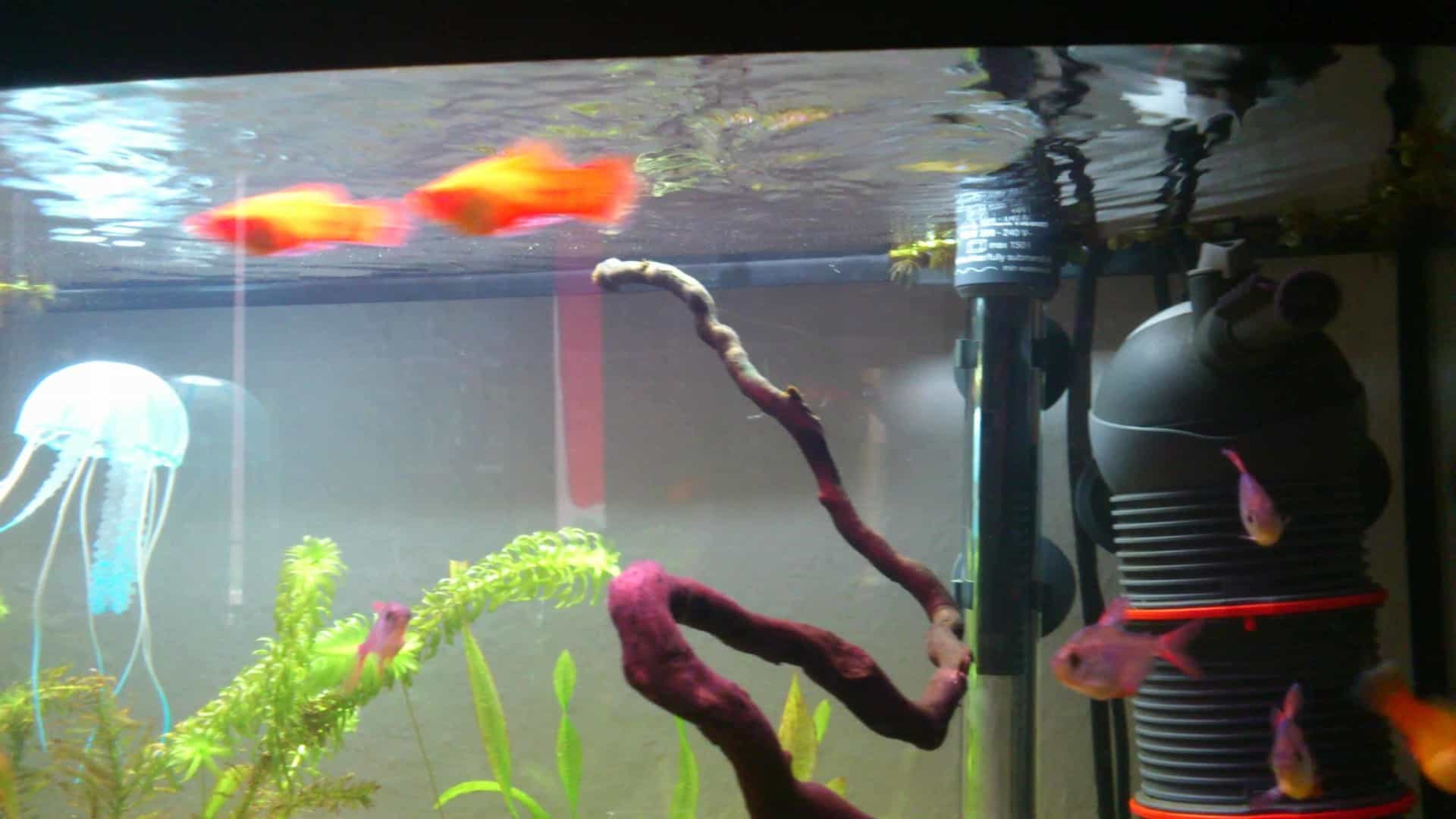 Apistogramma macmasteri