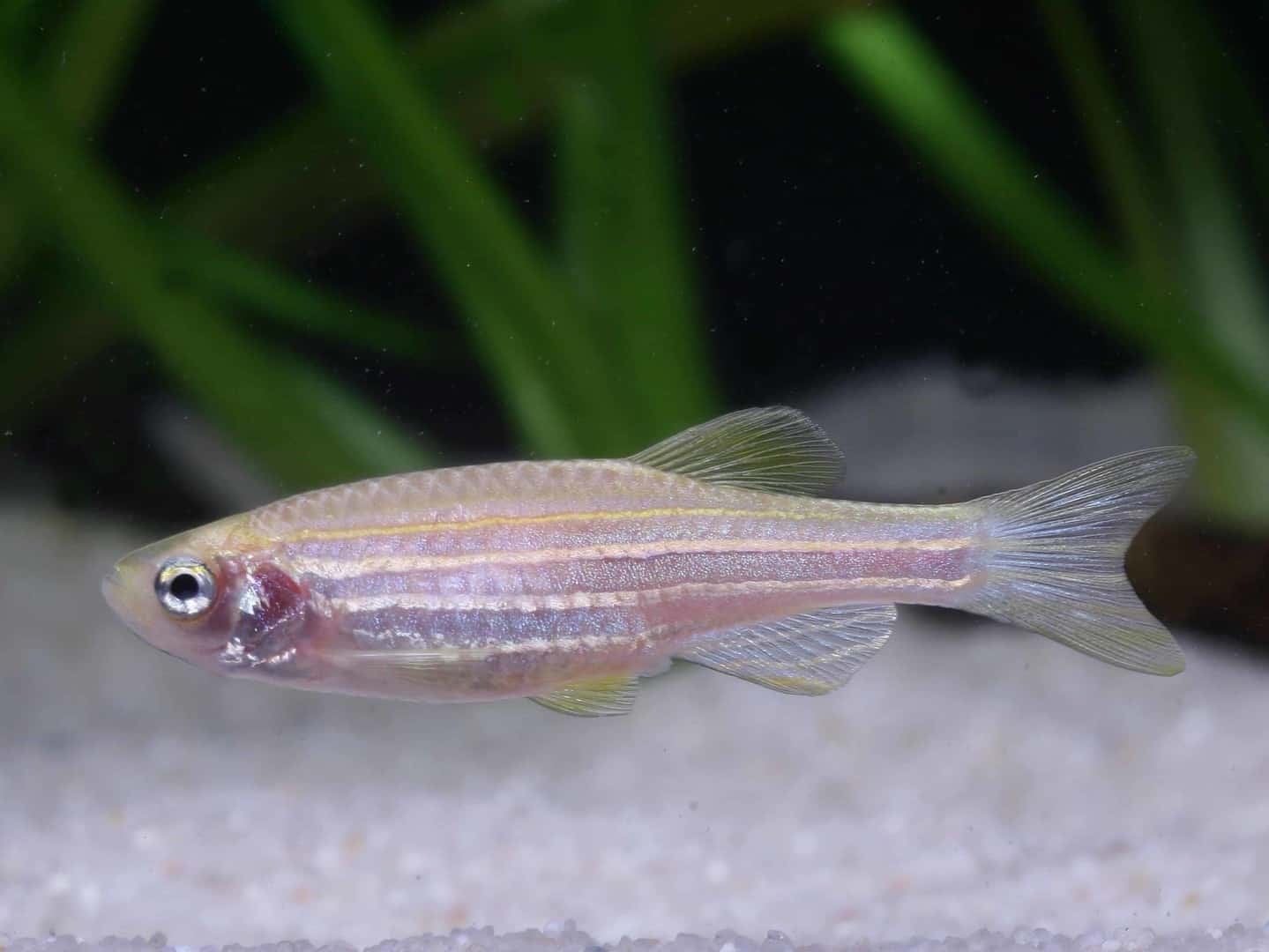 Danio rerio – Zebrabärbling