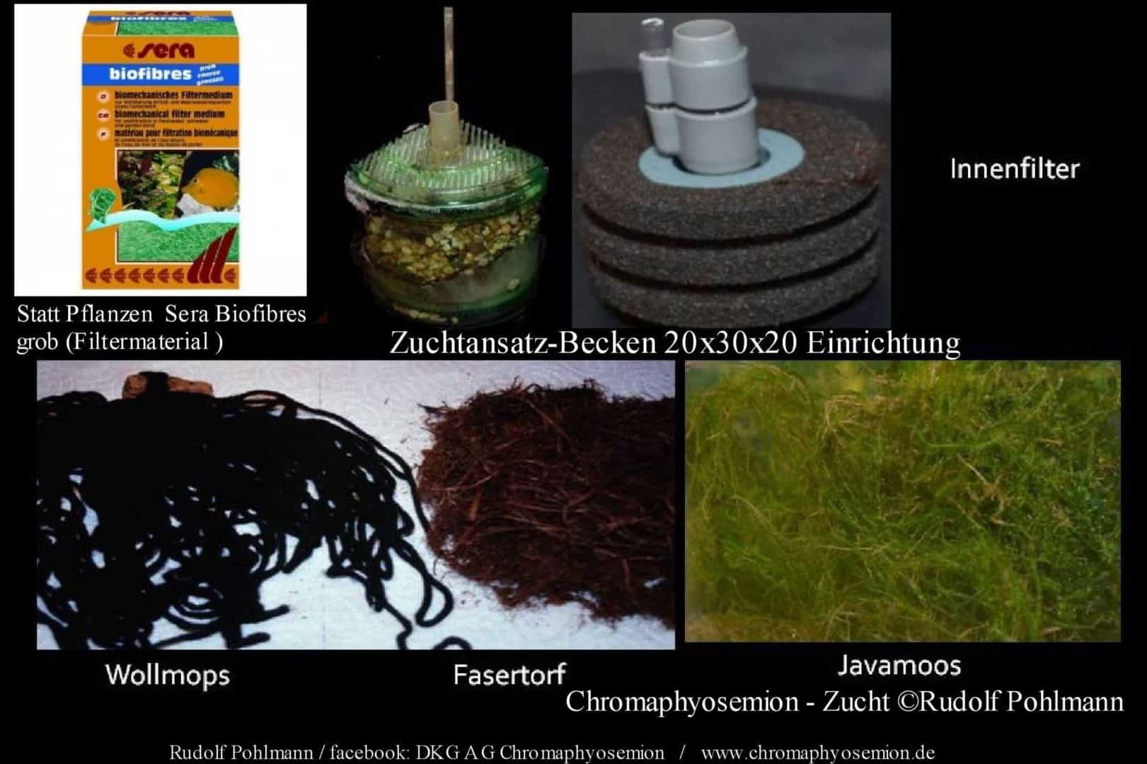 Chromaphyosemion bitaeniatum