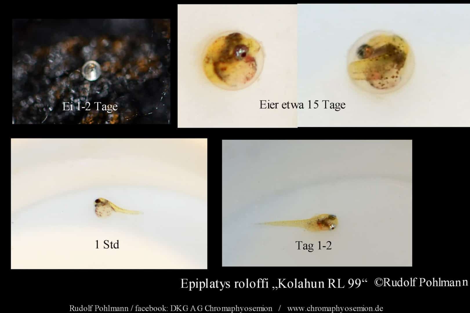 Epiplatys roloffi