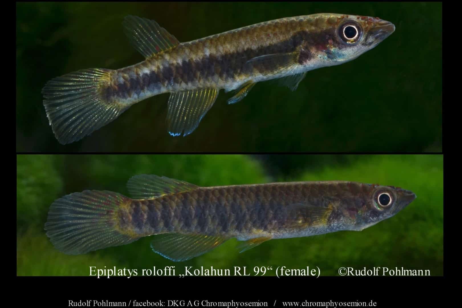 Epiplatys roloffi