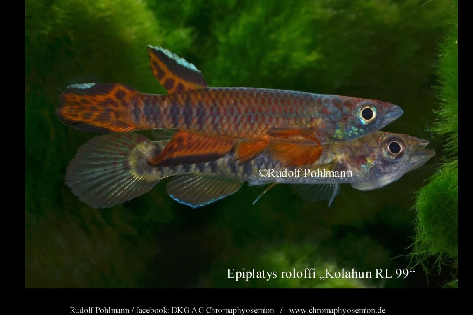 Epiplatys roloffi