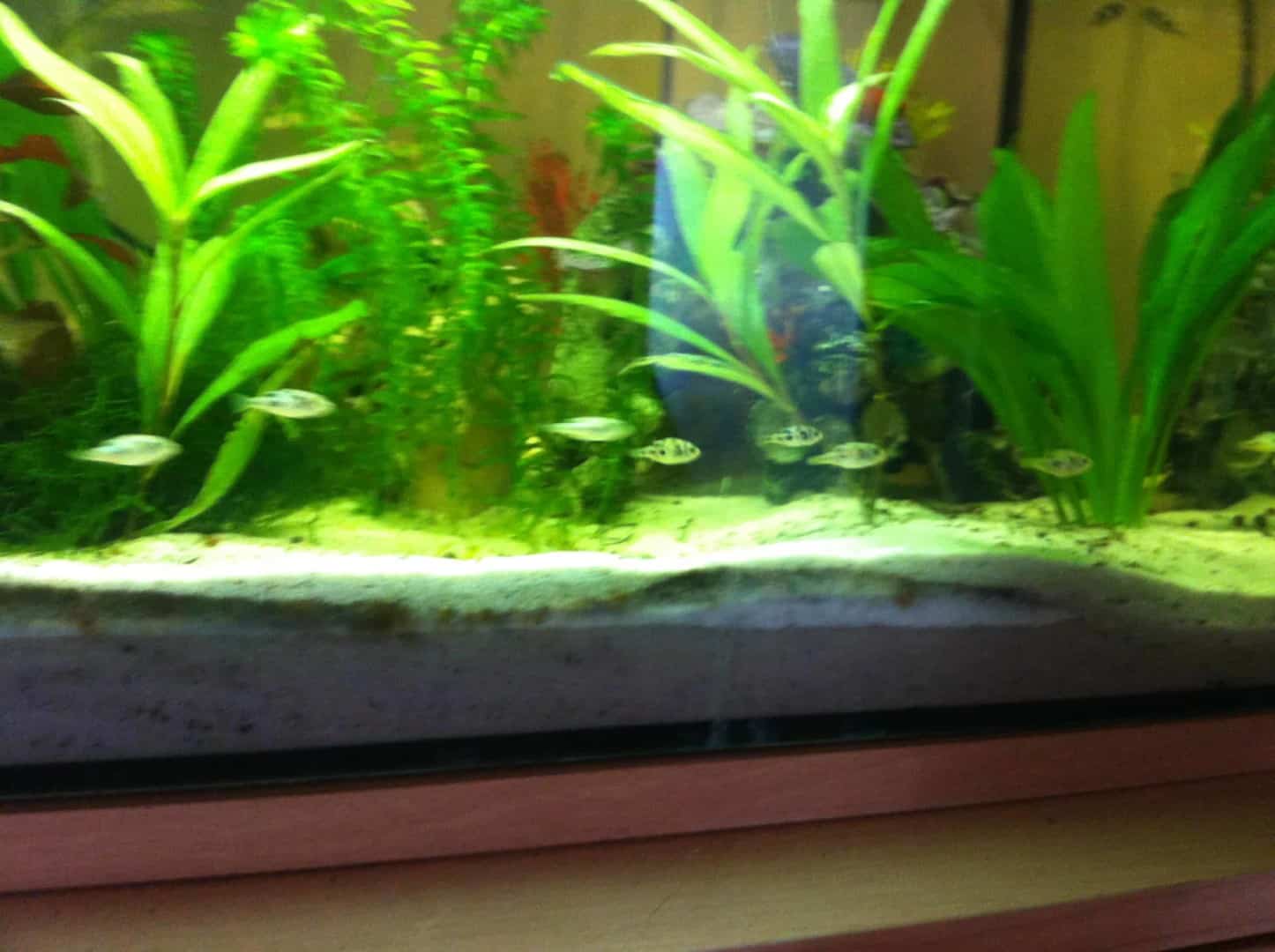 Leopard Kugelfisch