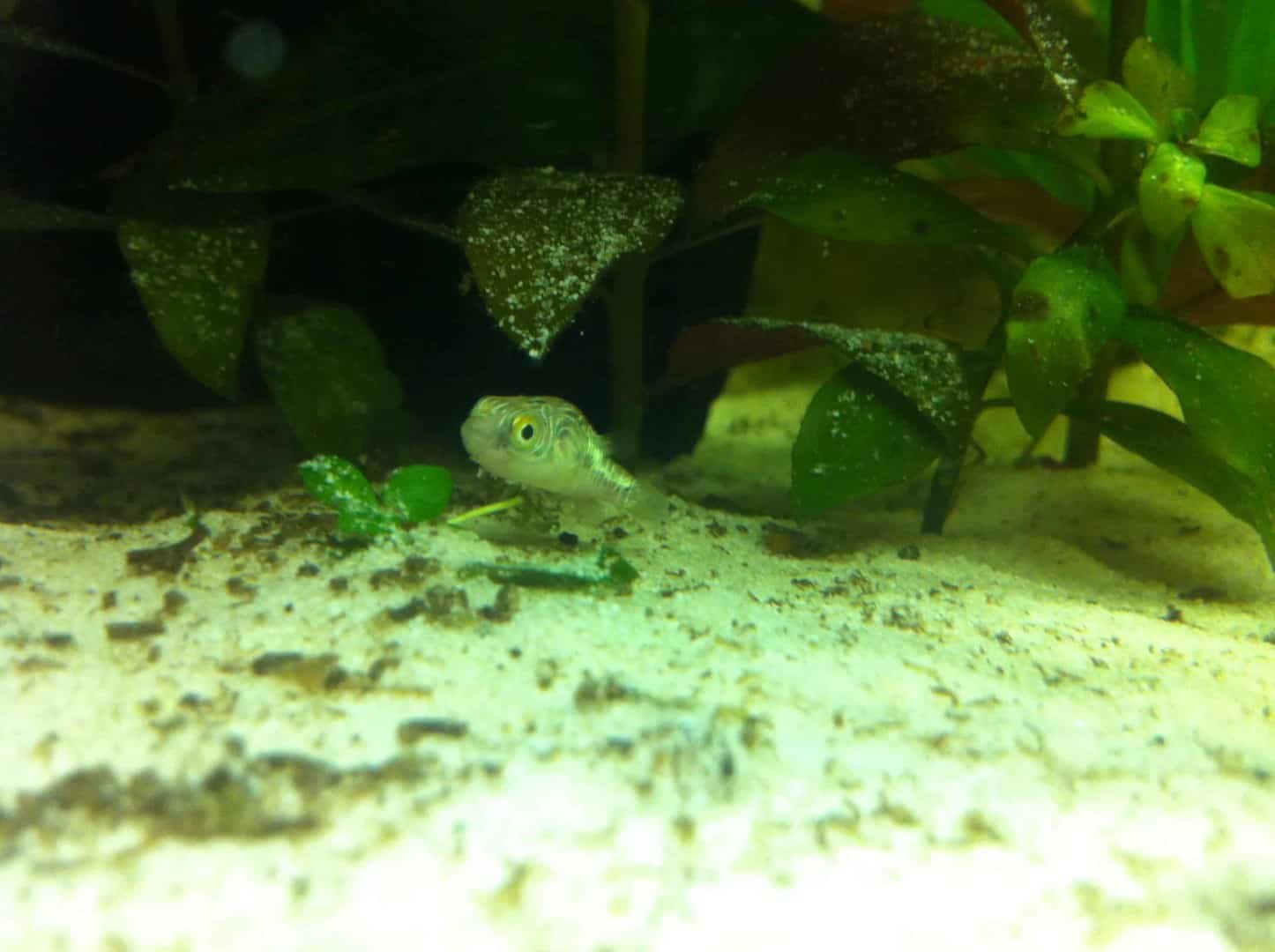 Leopard Kugelfisch