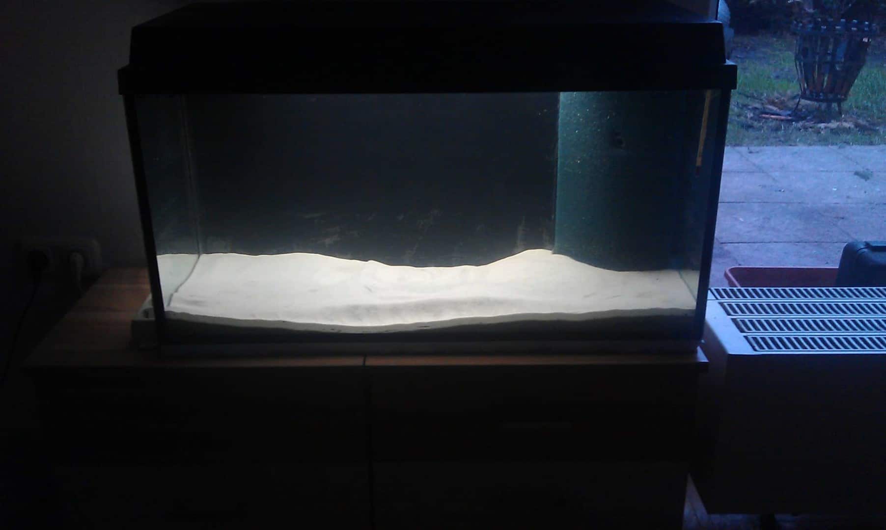 Carinotetraodon Travancoricus