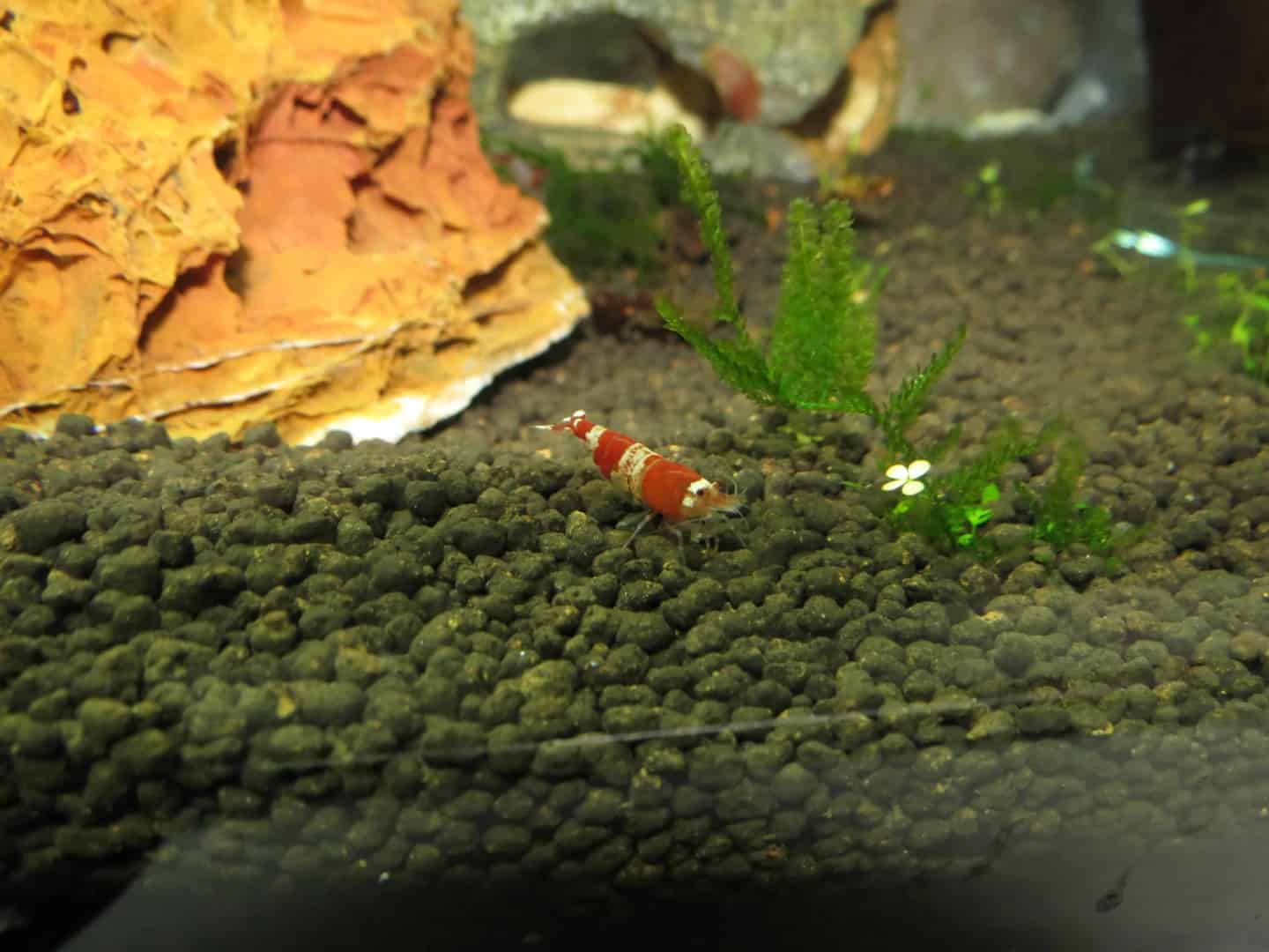 Caridina cf.cantonensis-Red Bee