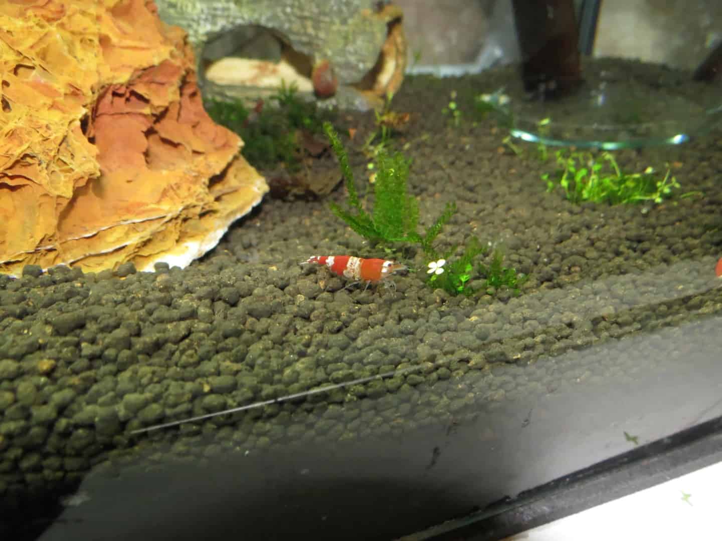 Caridina cf.cantonensis-Red Bee