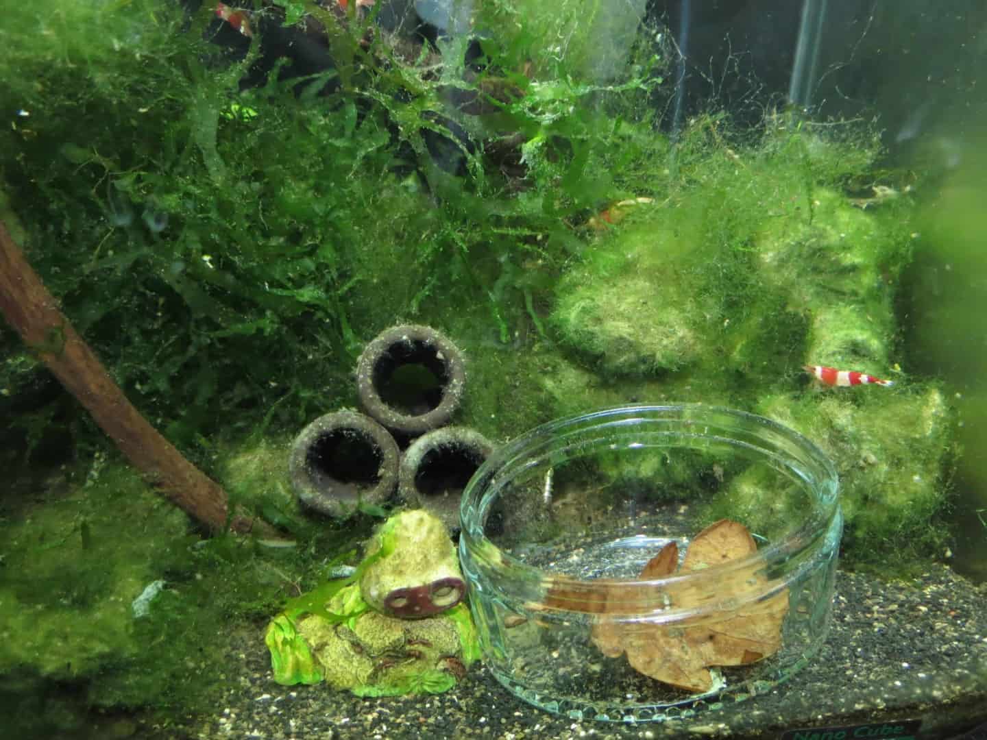 Caridina cf.cantonensis-Red Bee