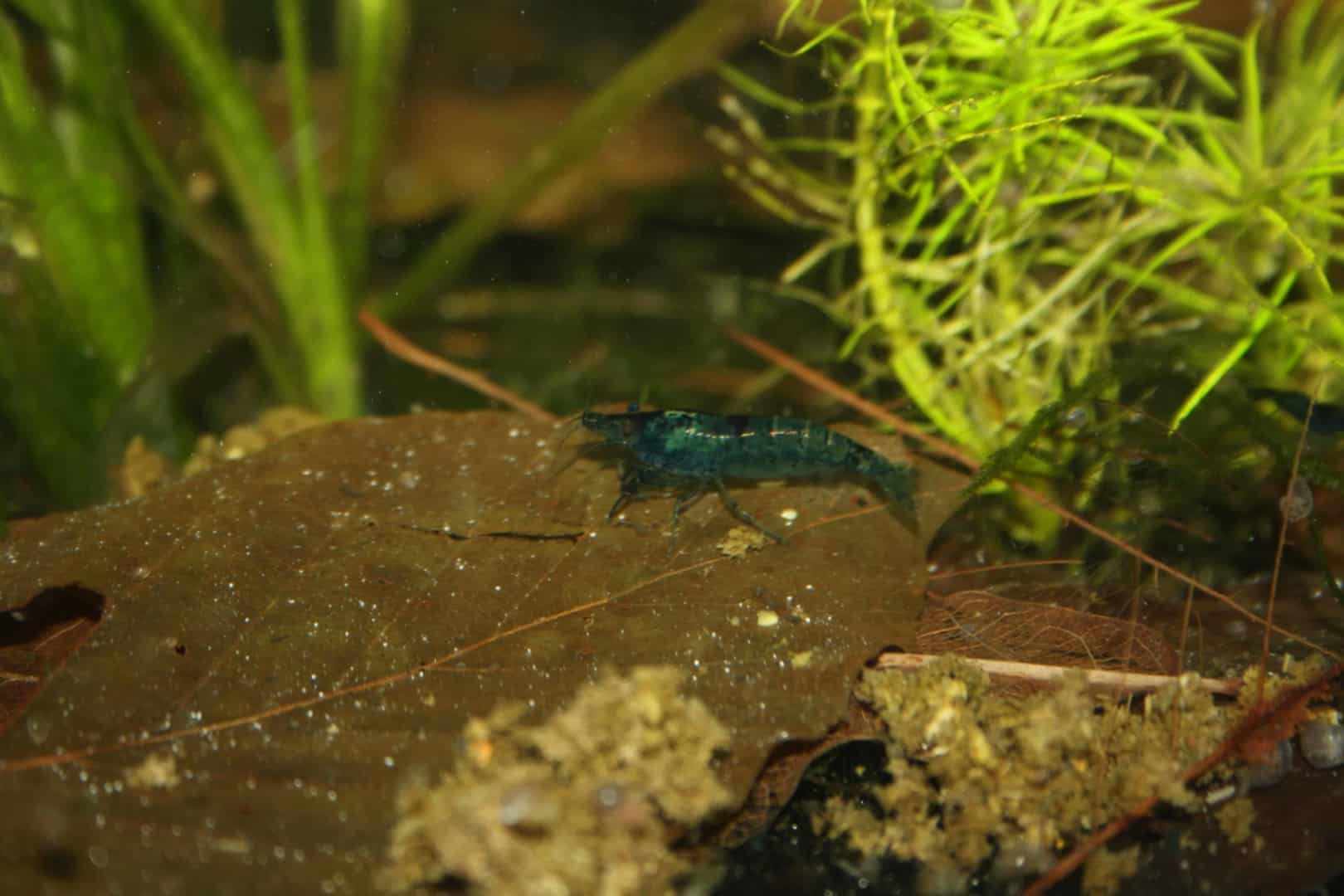 Neocaridina davidi