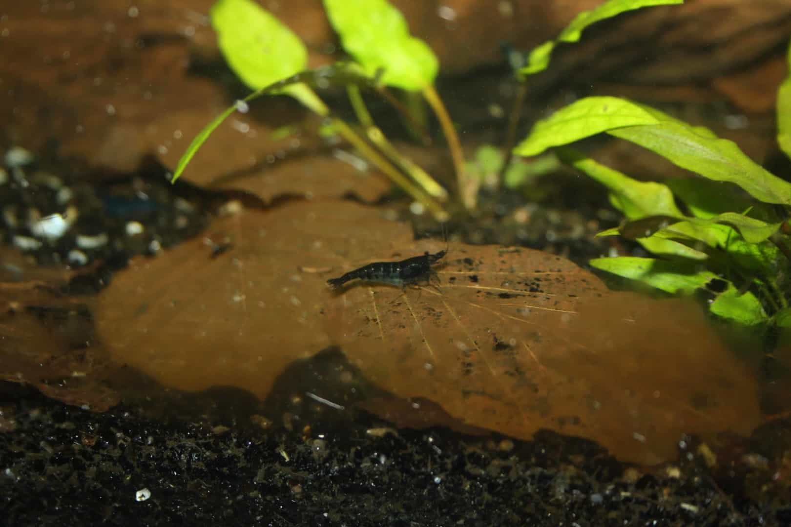 Neocaridina davidi