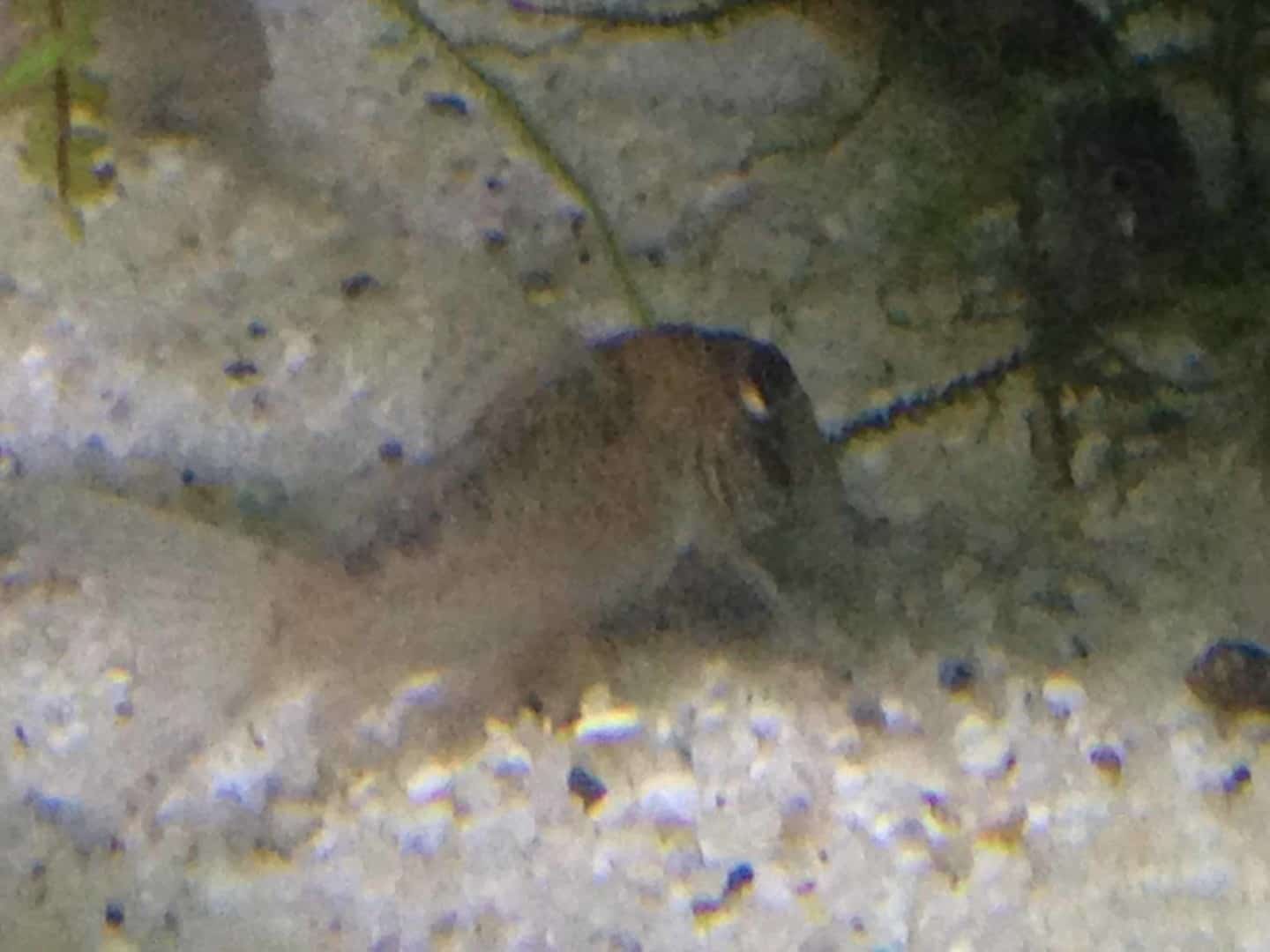 Corydoras serratus