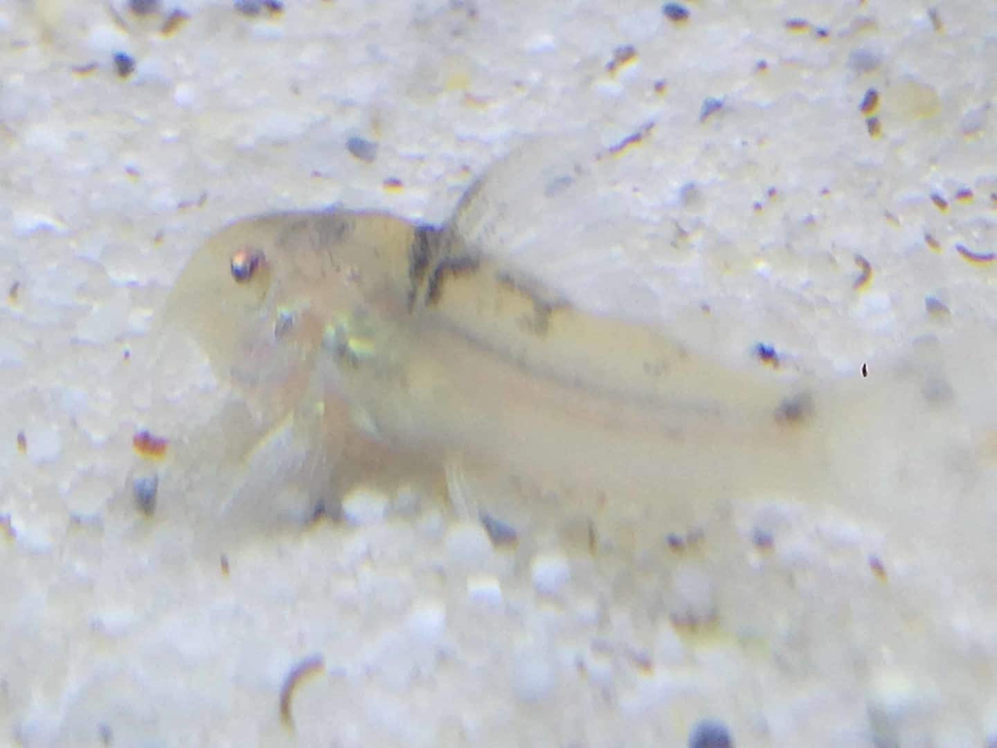 Corydoras serratus