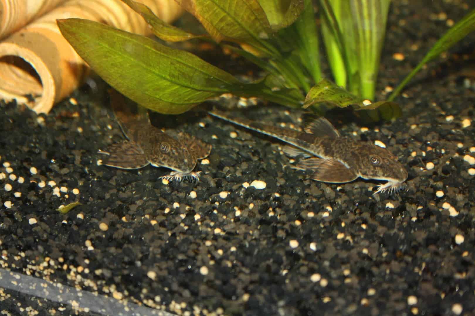 Hemiloricaria parva