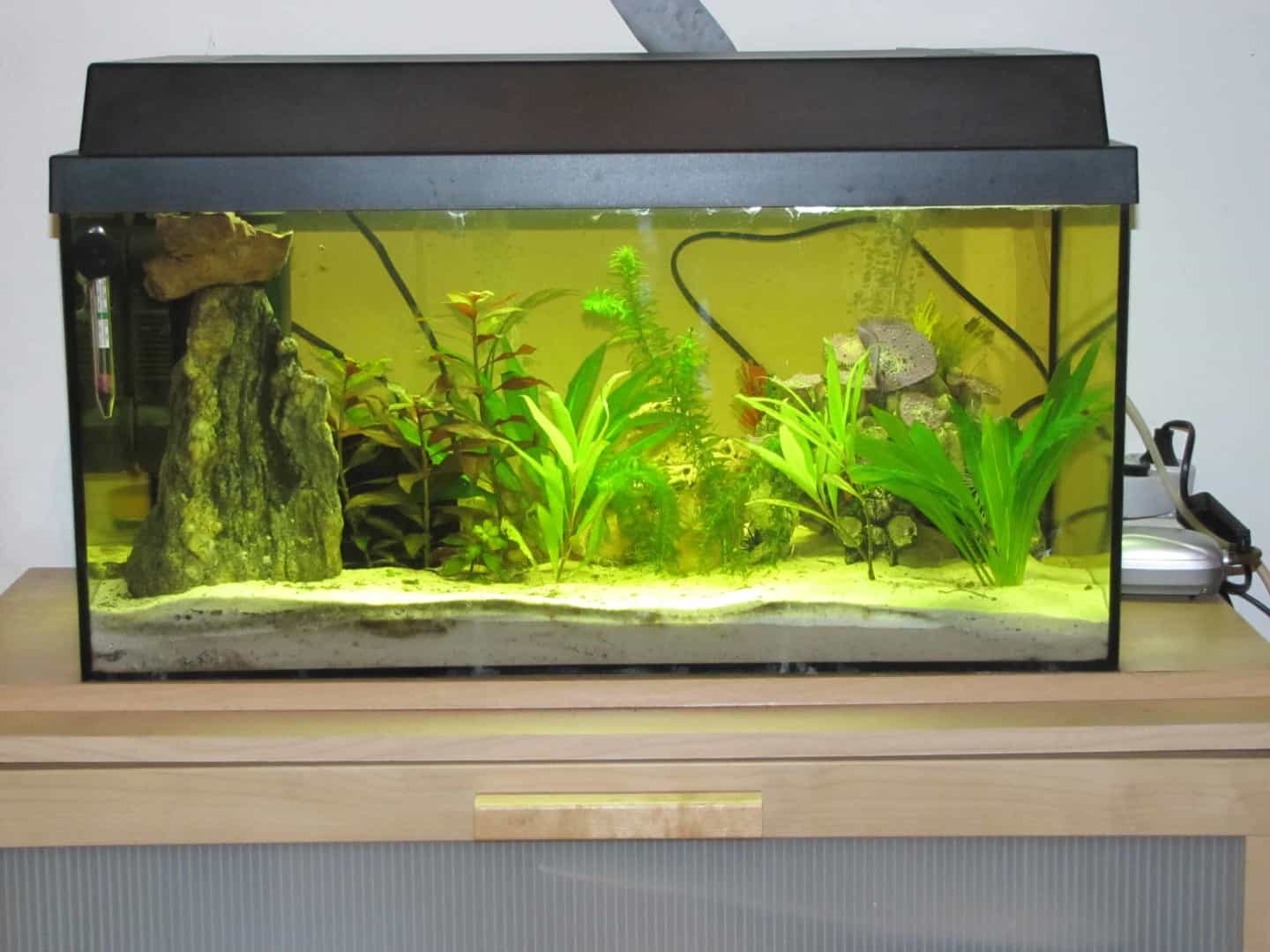 Leopard Kugelfisch