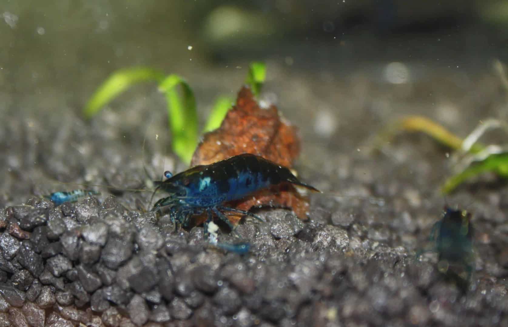 Neocaridina davidi