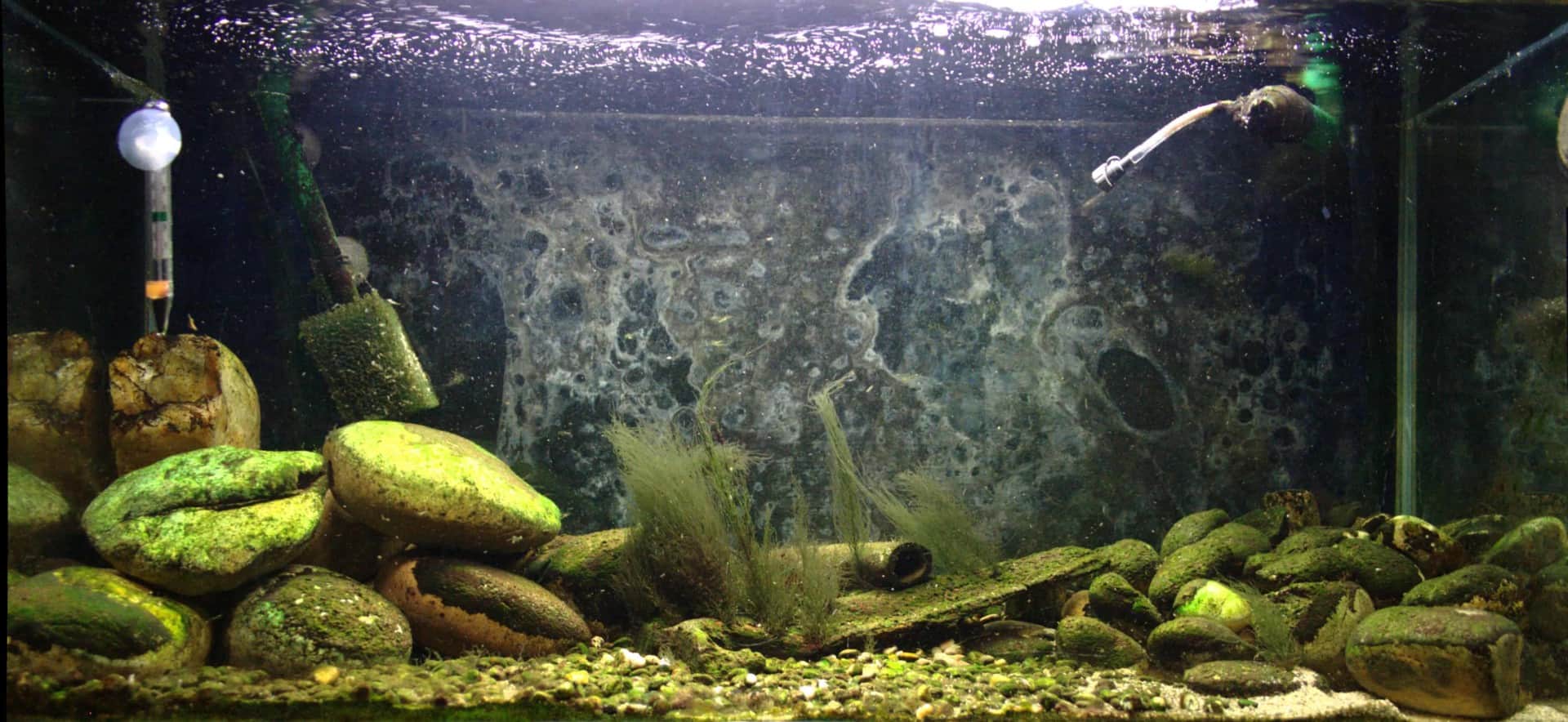Yaoshania pachychilus