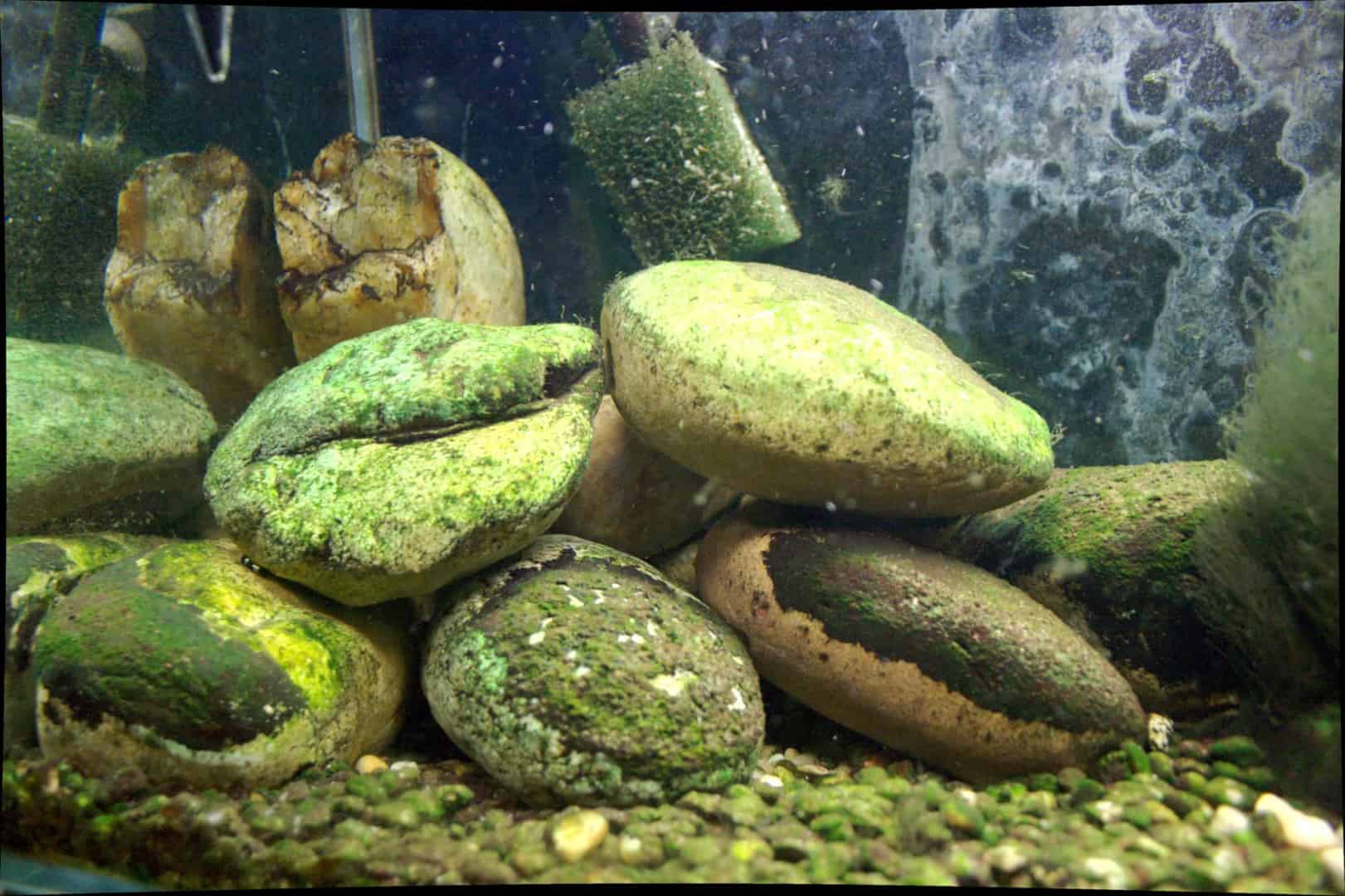 Yaoshania pachychilus