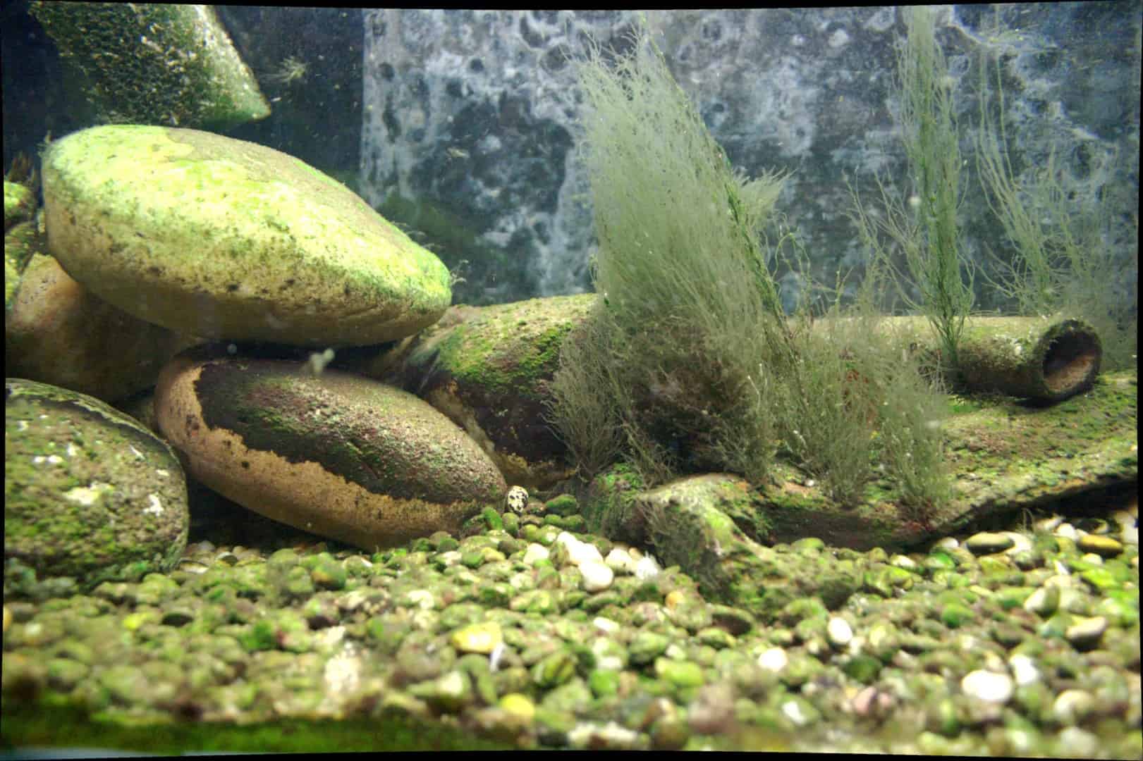Yaoshania pachychilus