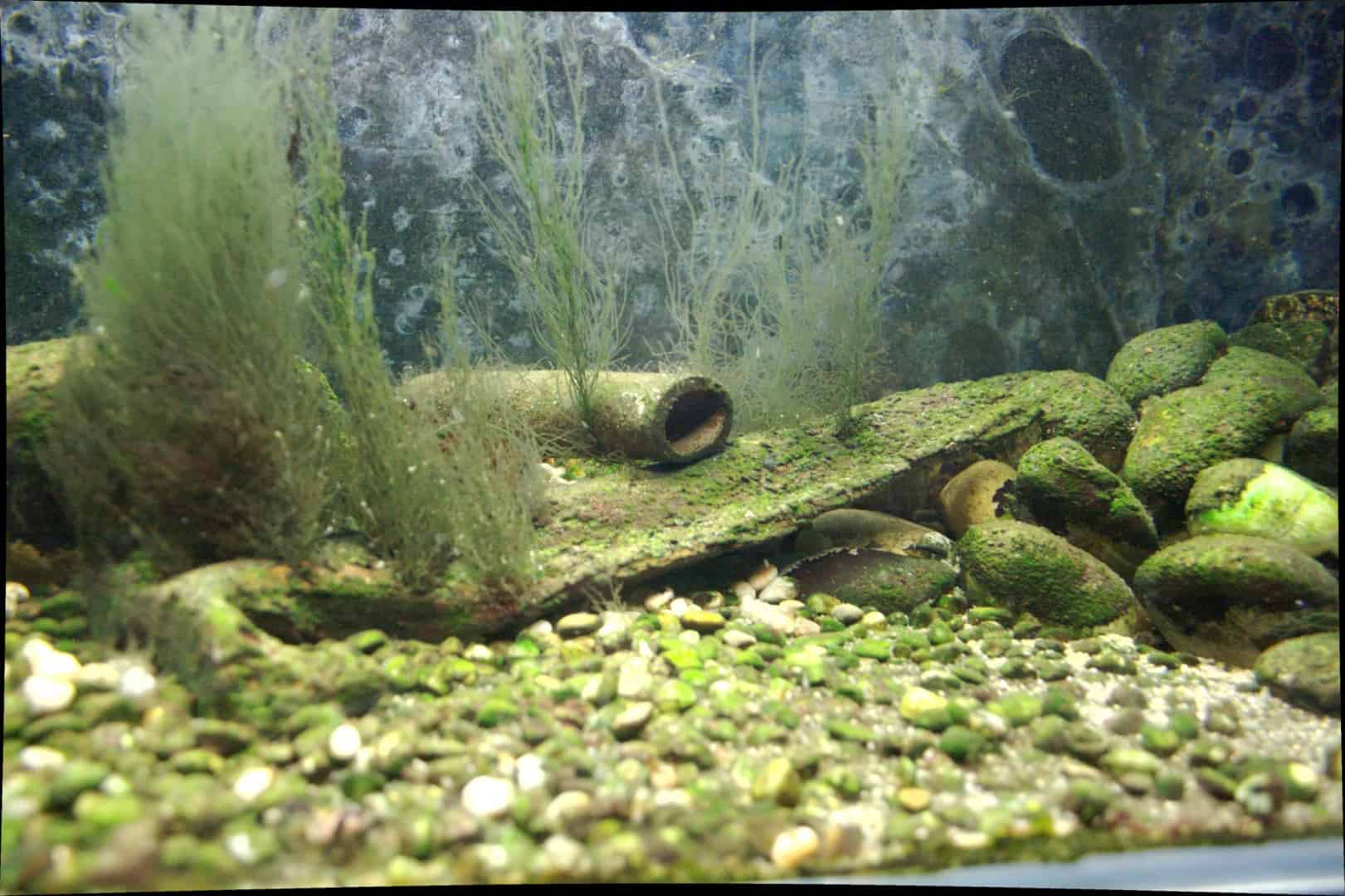 Yaoshania pachychilus