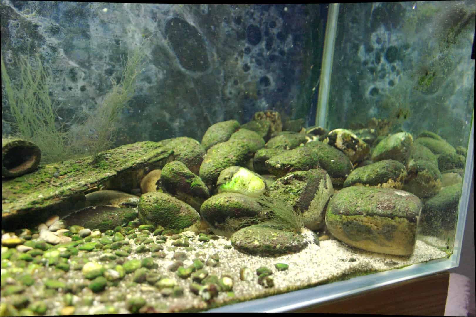 Yaoshania pachychilus