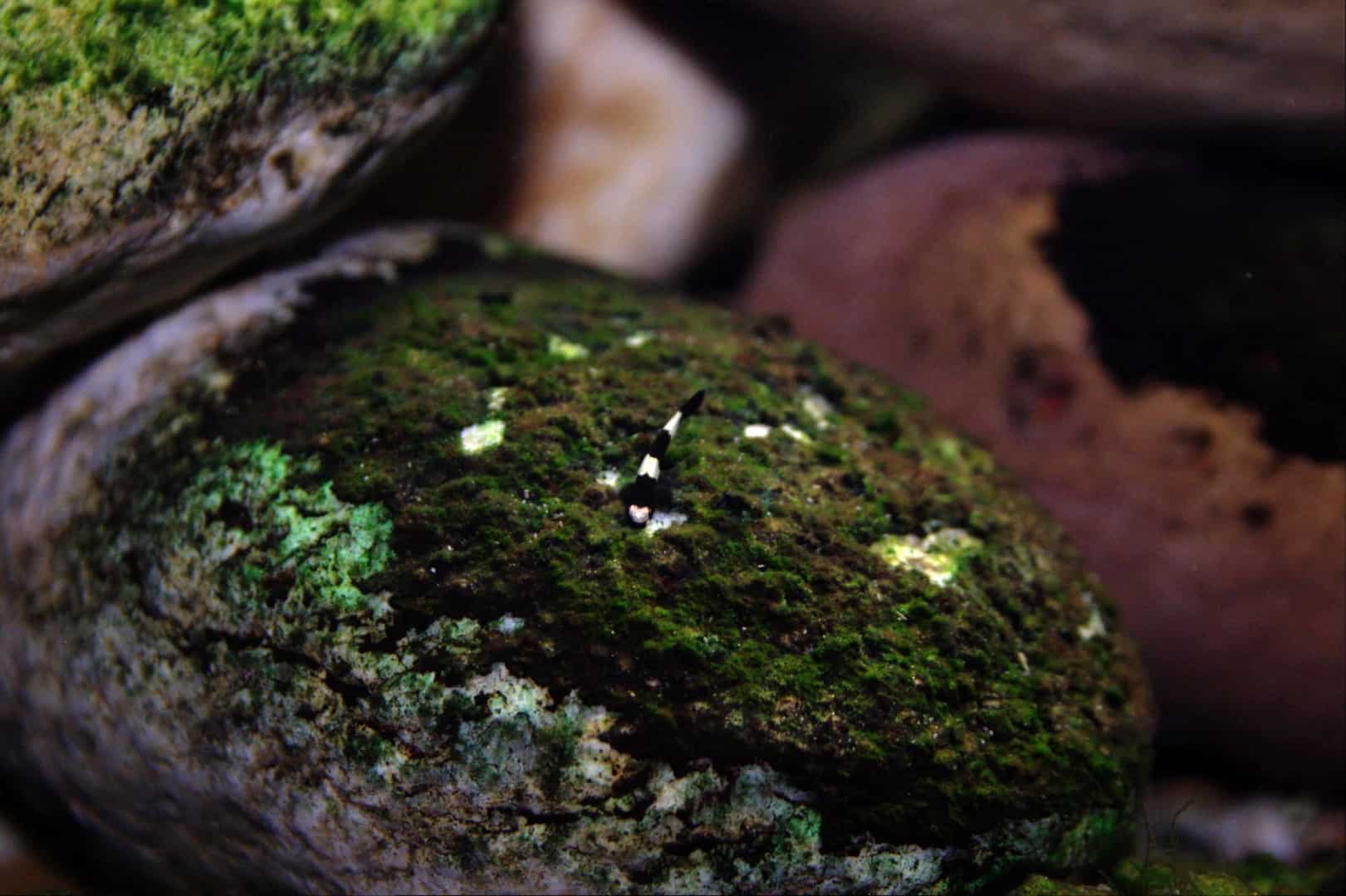 Yaoshania pachychilus
