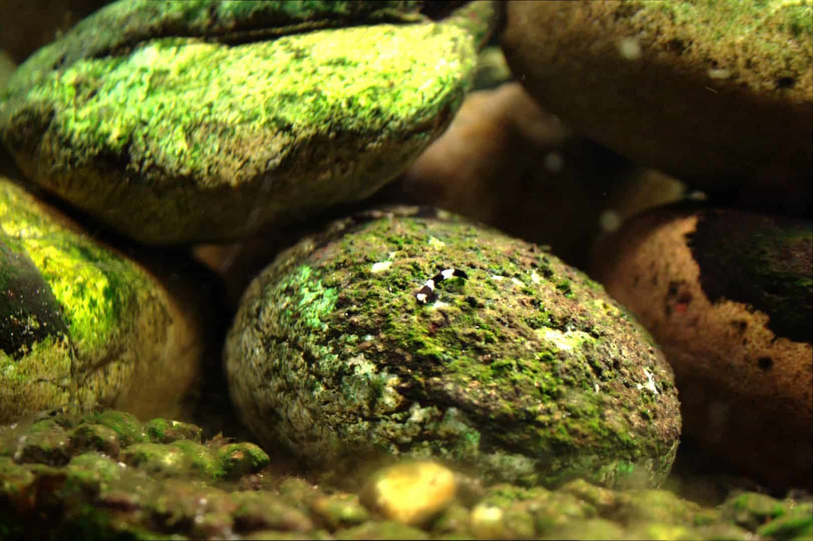Yaoshania pachychilus