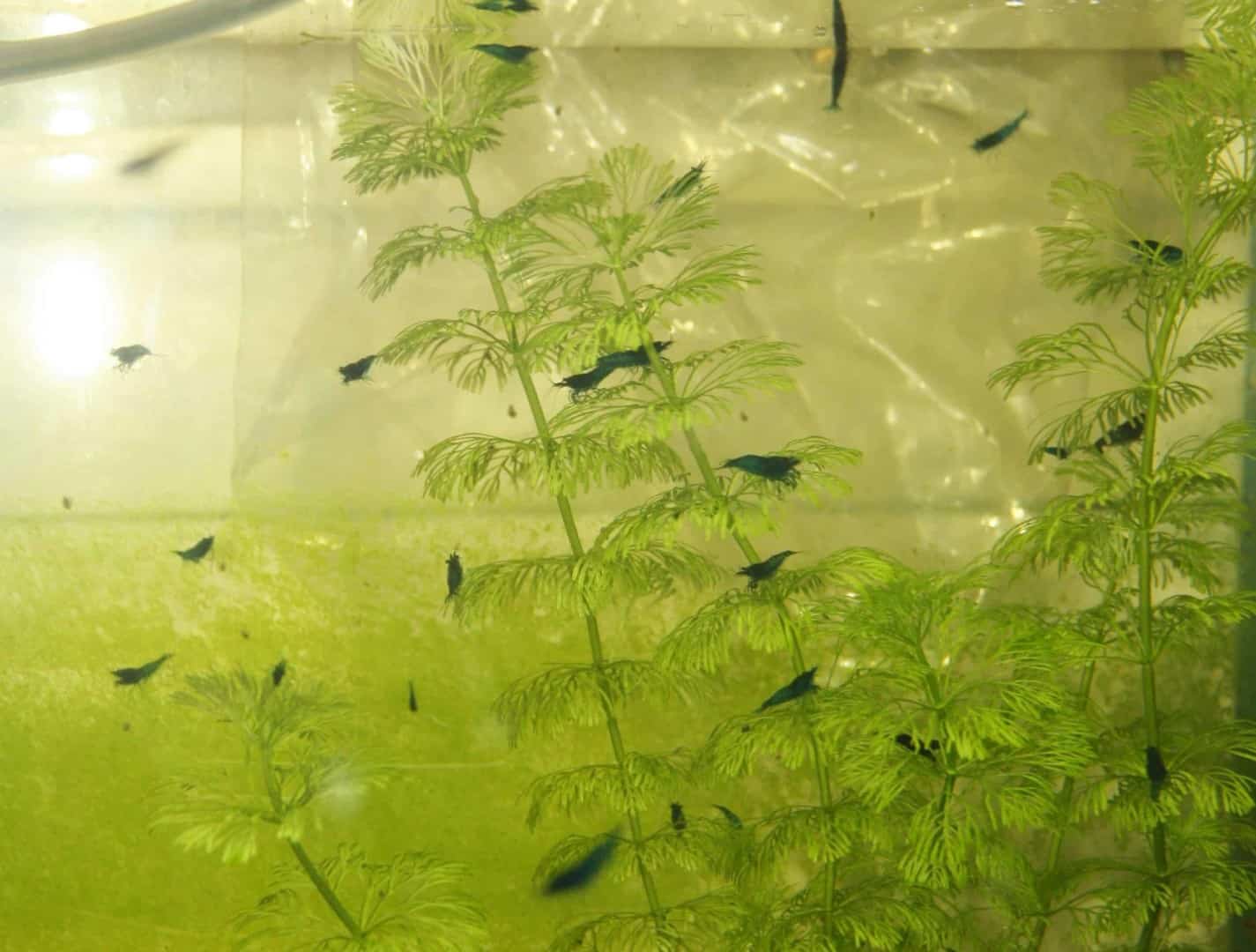 Neocaridina davidi
