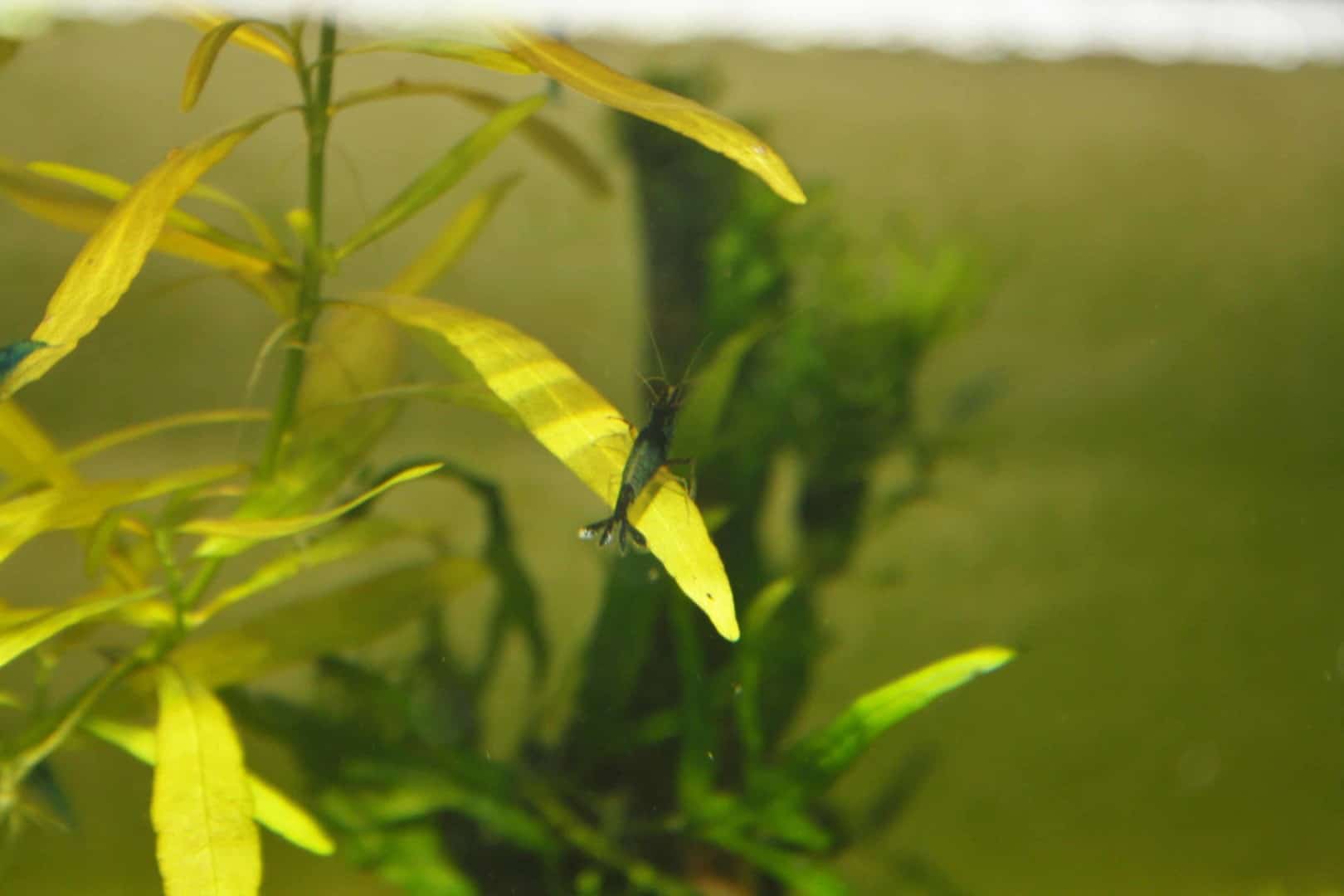 Neocaridina davidi