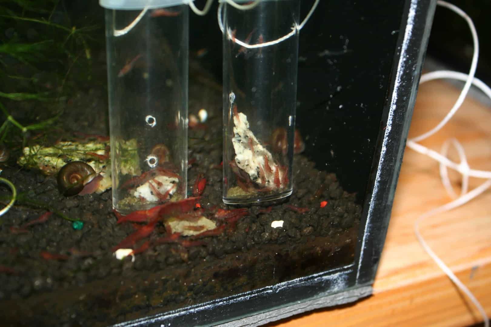 Parosphromenus phoenicurus