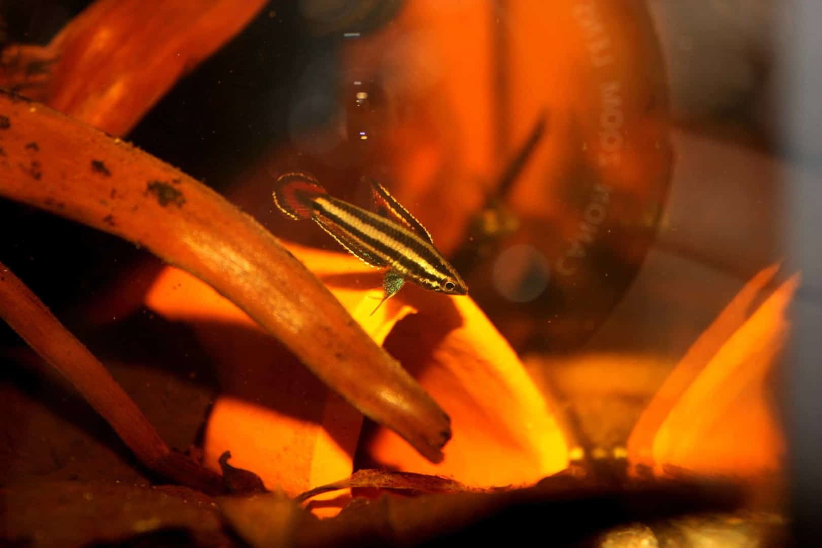 Parosphromenus phoenicurus