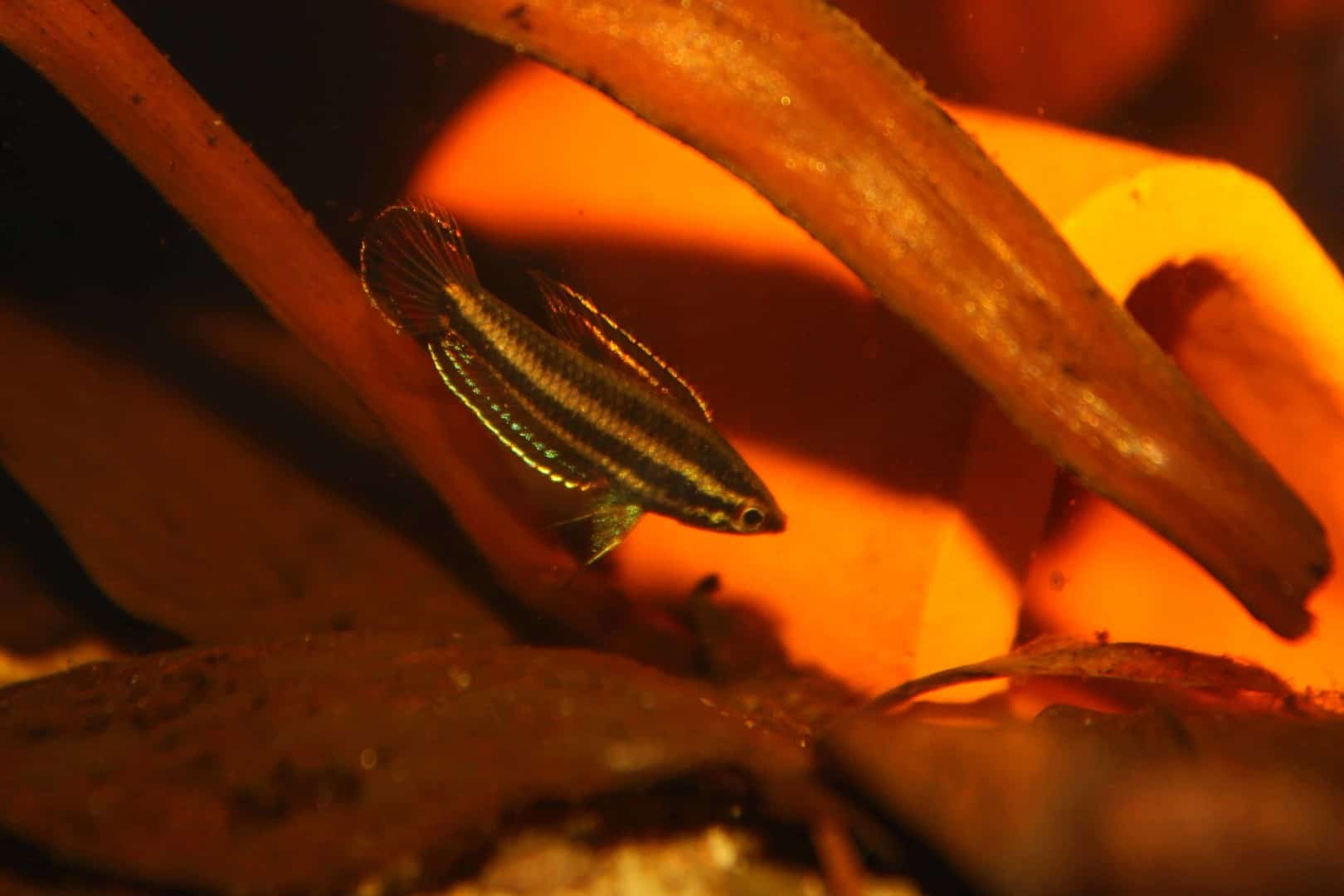 Parosphromenus phoenicurus