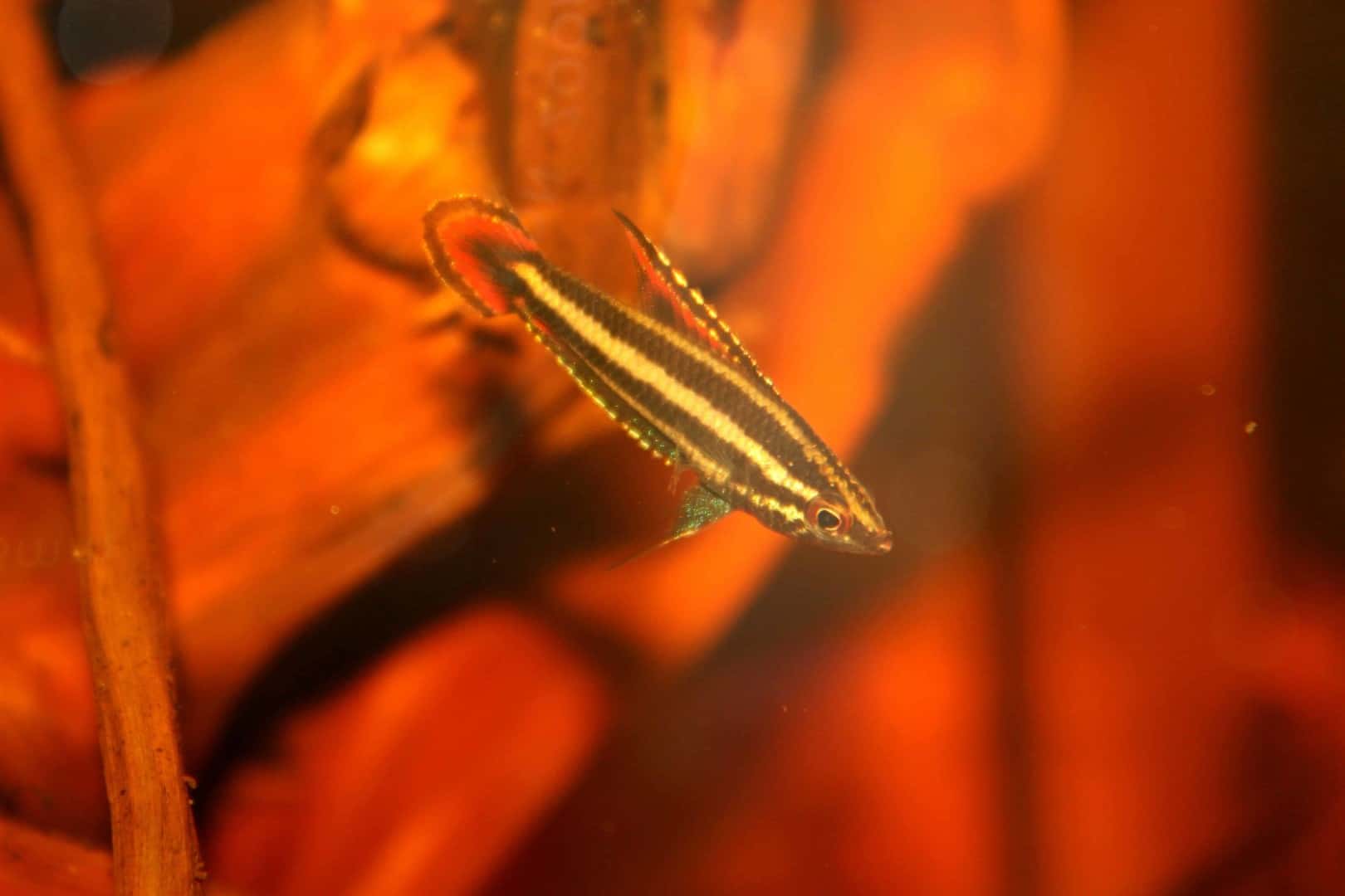 Parosphromenus phoenicurus