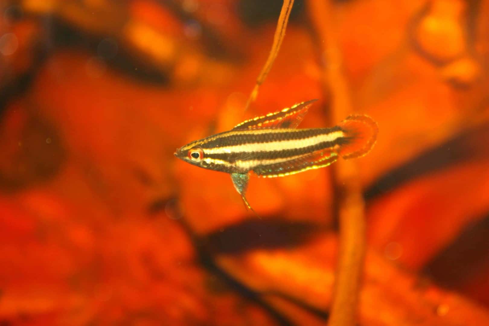 Parosphromenus phoenicurus