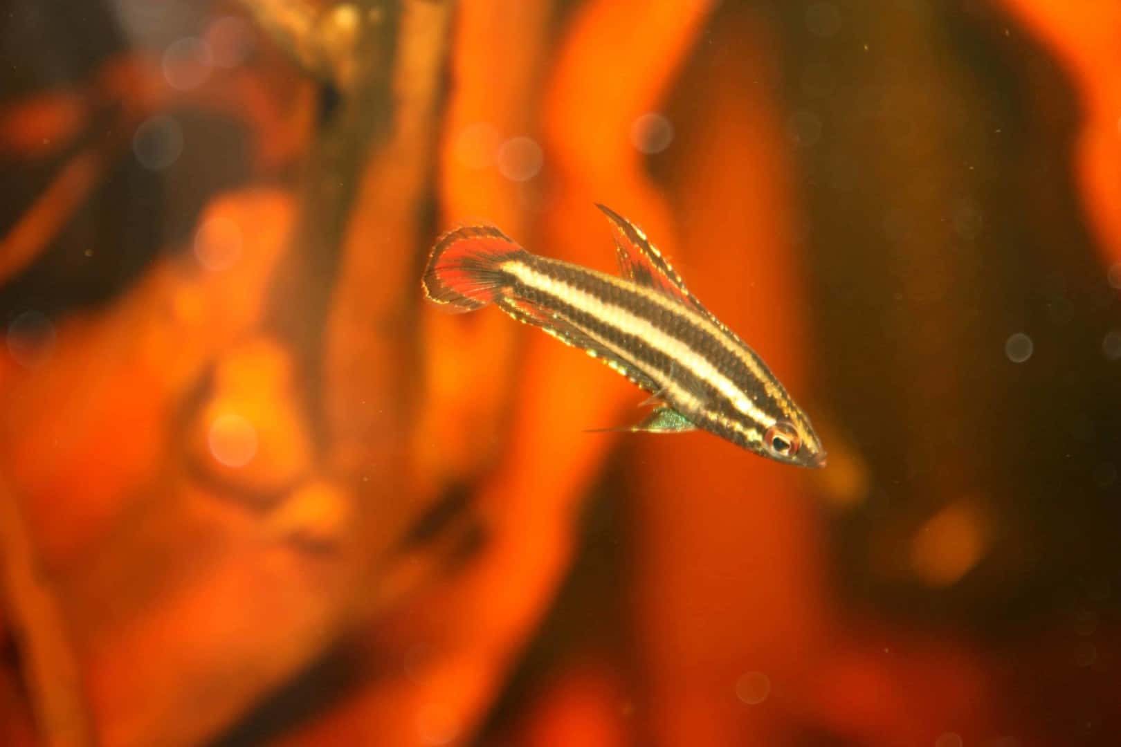 Parosphromenus phoenicurus