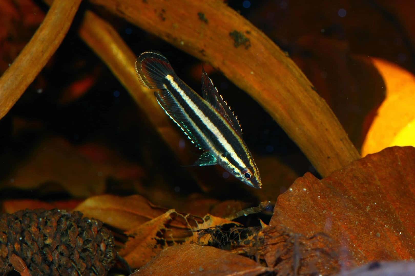 Parosphromenus phoenicurus