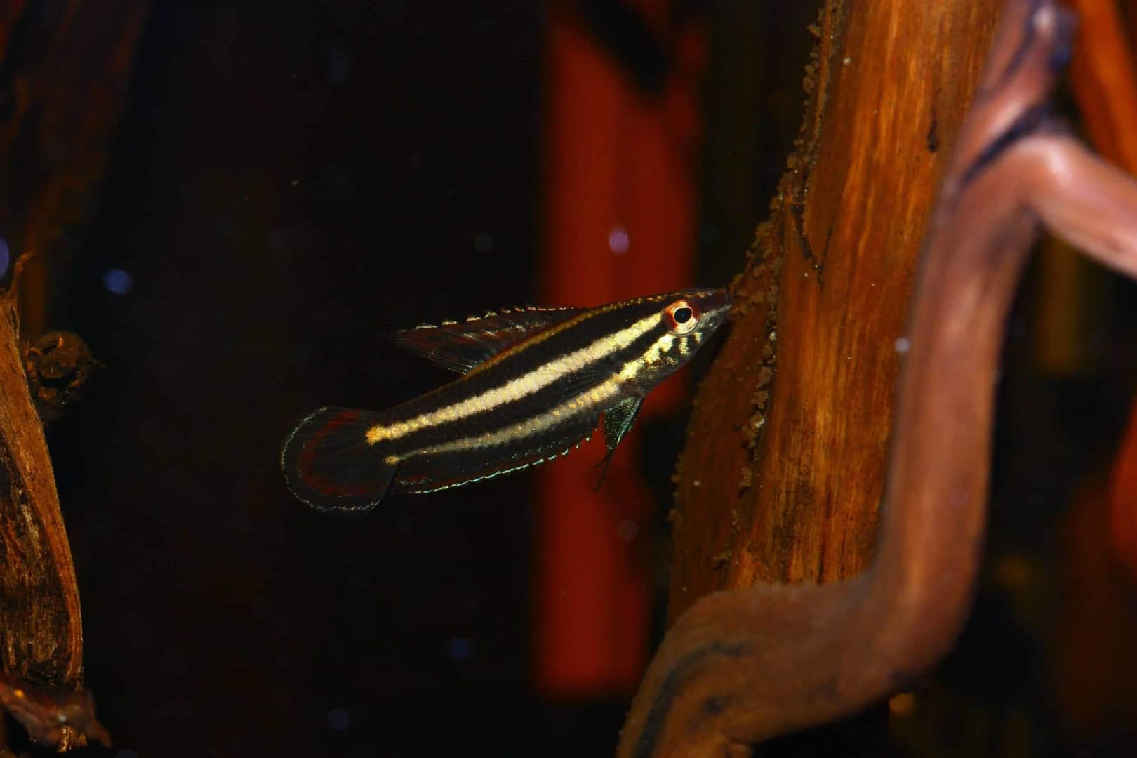 Parosphromenus phoenicurus