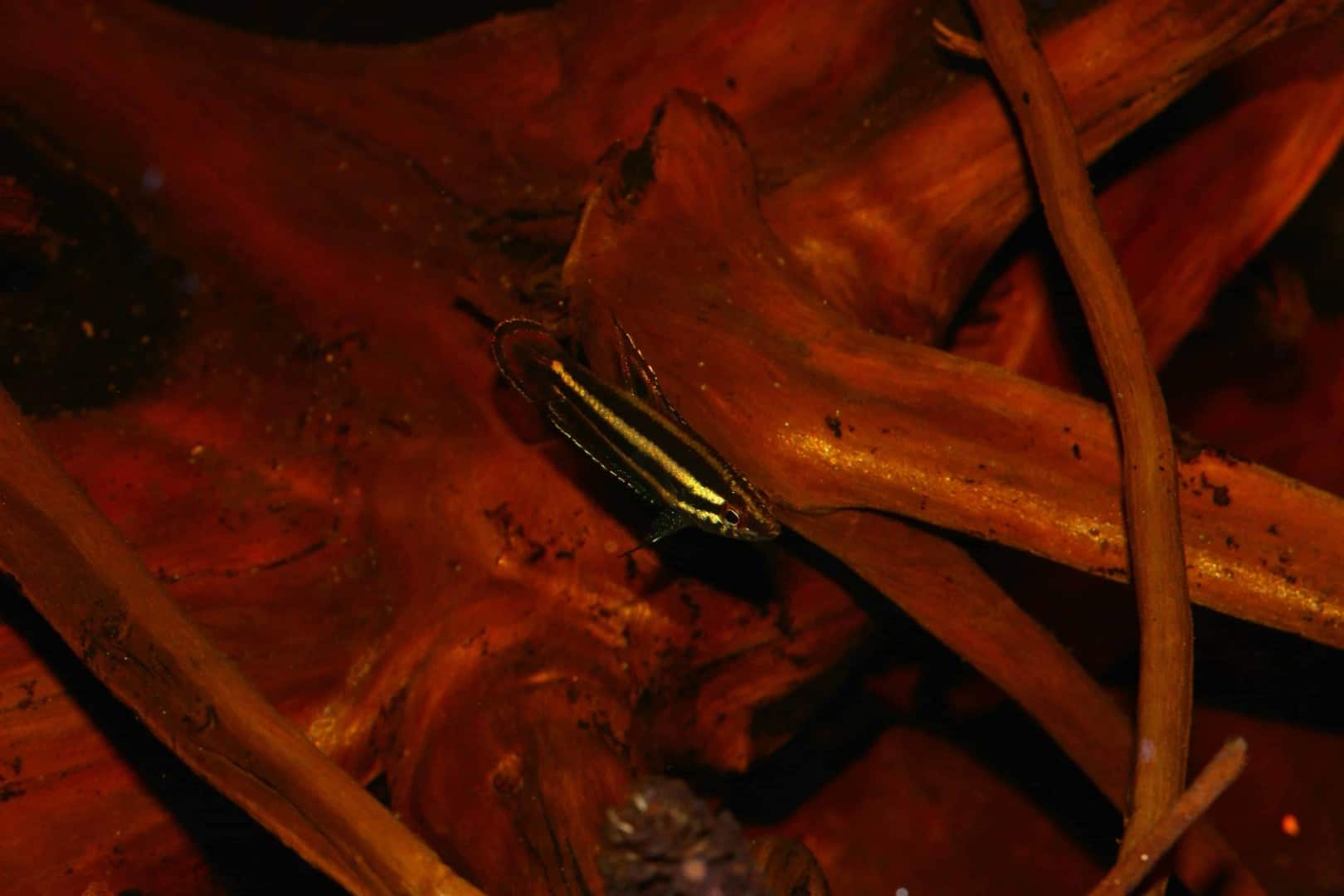 Parosphromenus phoenicurus