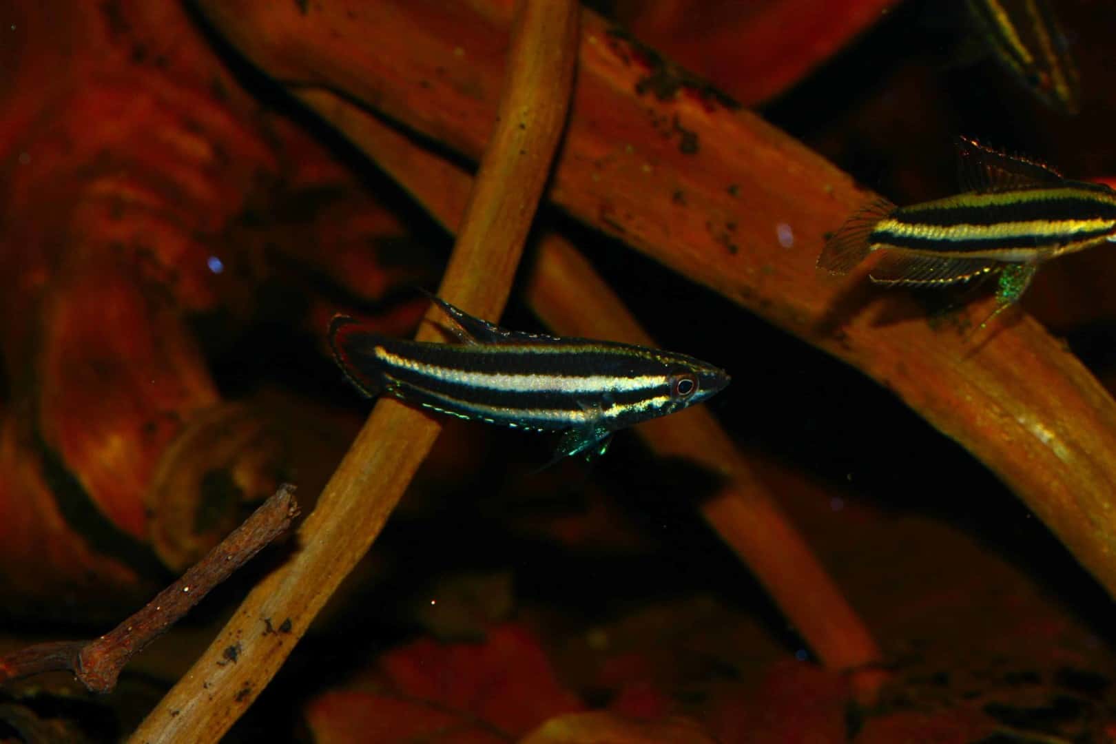 Parosphromenus phoenicurus