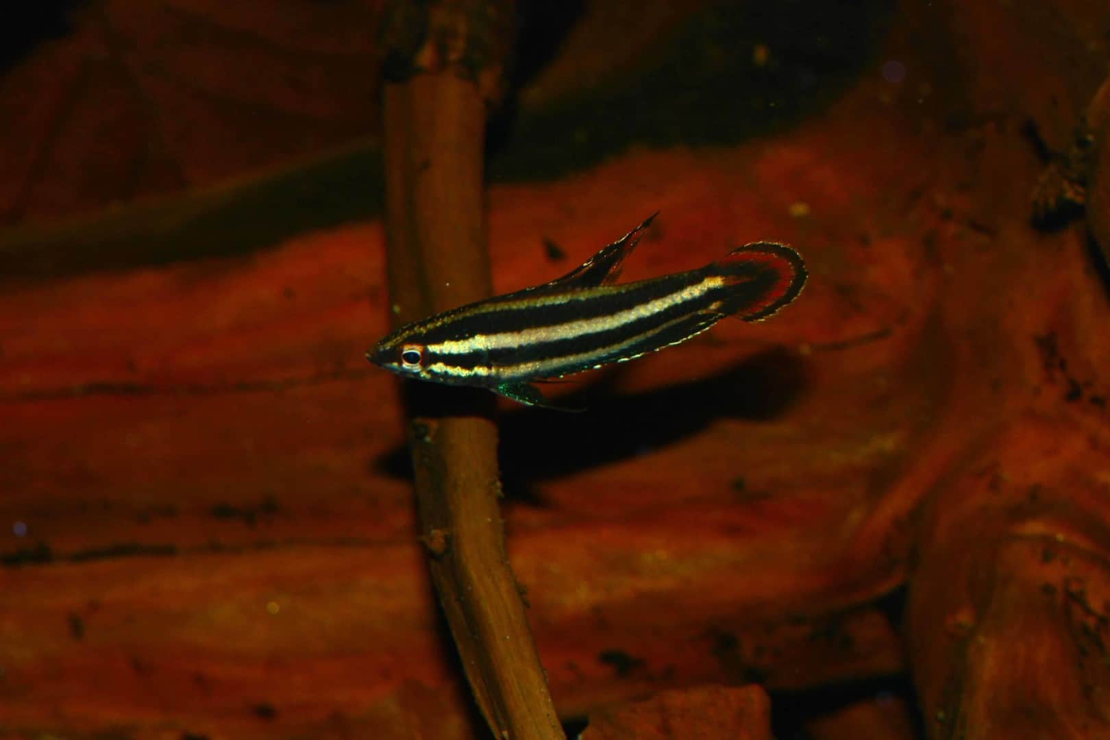 Parosphromenus phoenicurus