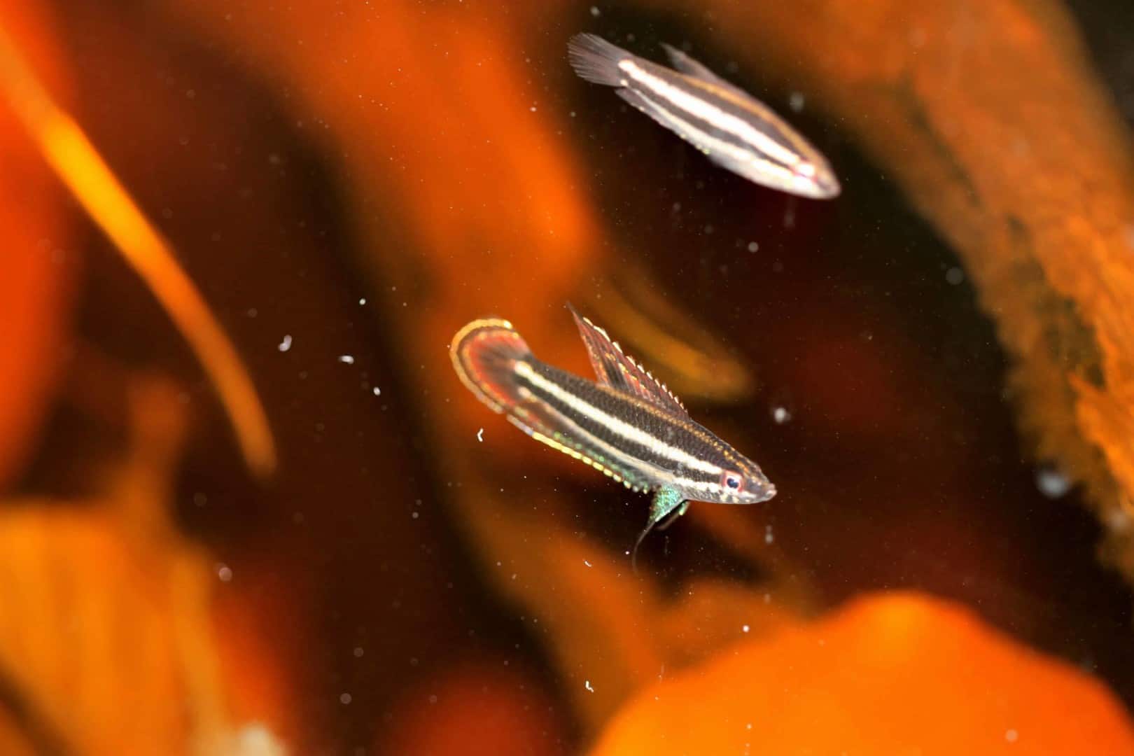 Parosphromenus phoenicurus