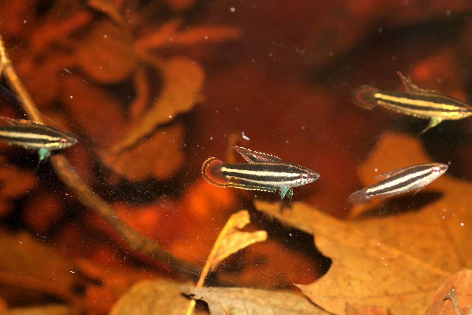 Parosphromenus phoenicurus