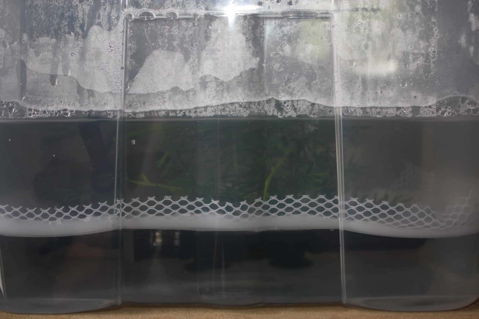 Zebrabärbling Danio rerio