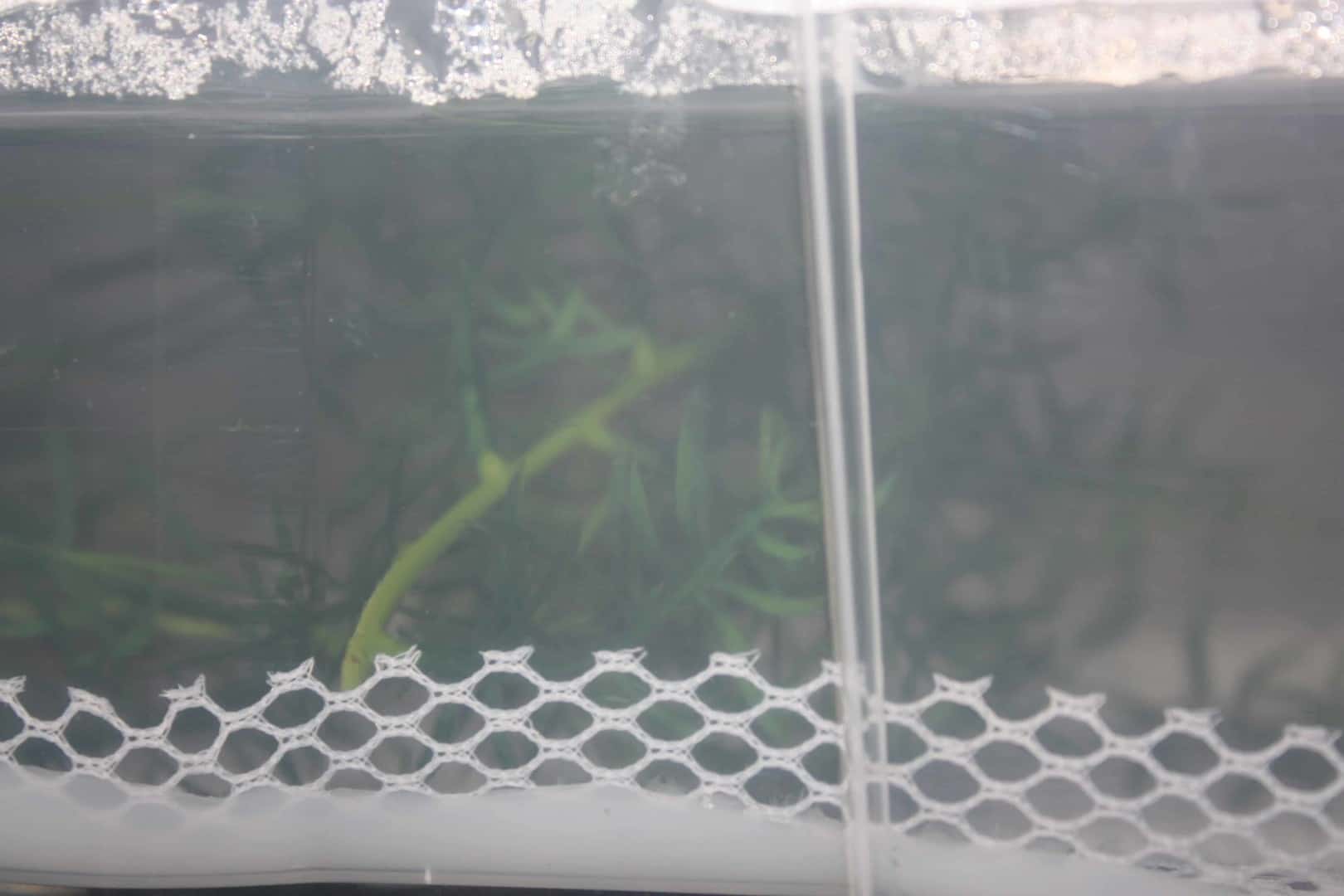Zebrabärbling Danio rerio