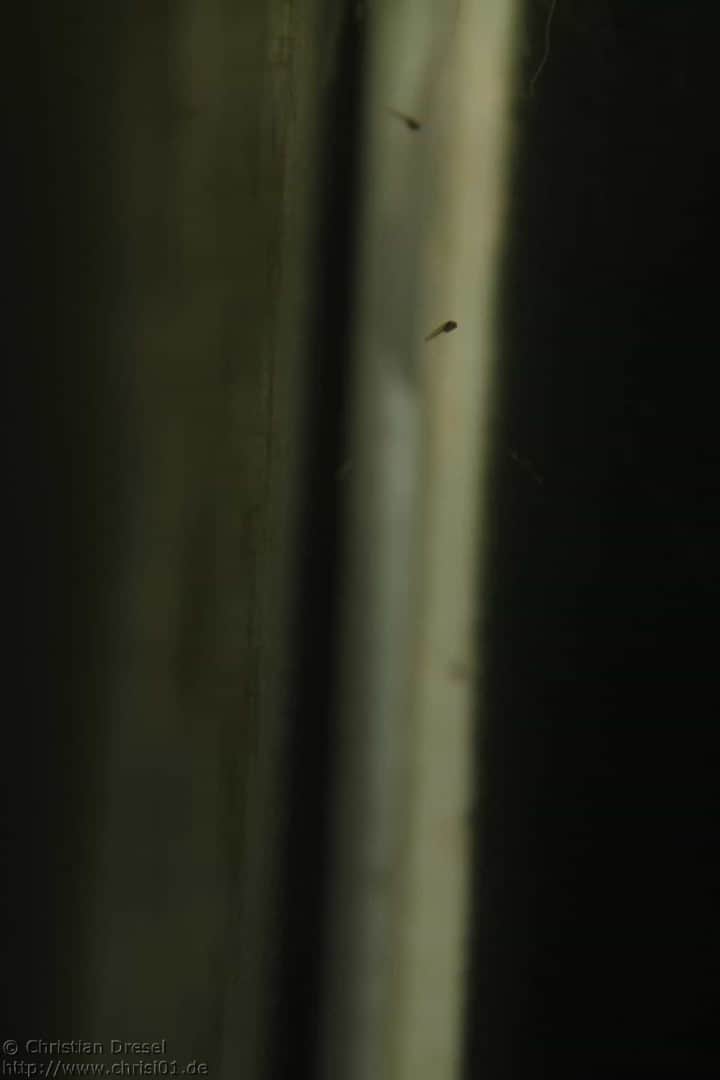 Danio margaritatus