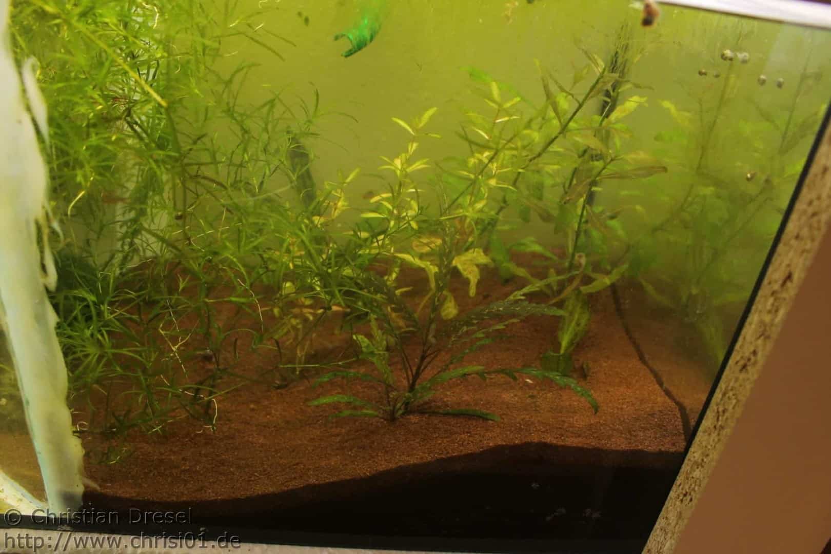Danio margaritatus
