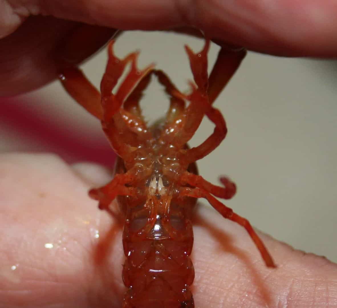 Cambarellus patzcuarensis sp.orange