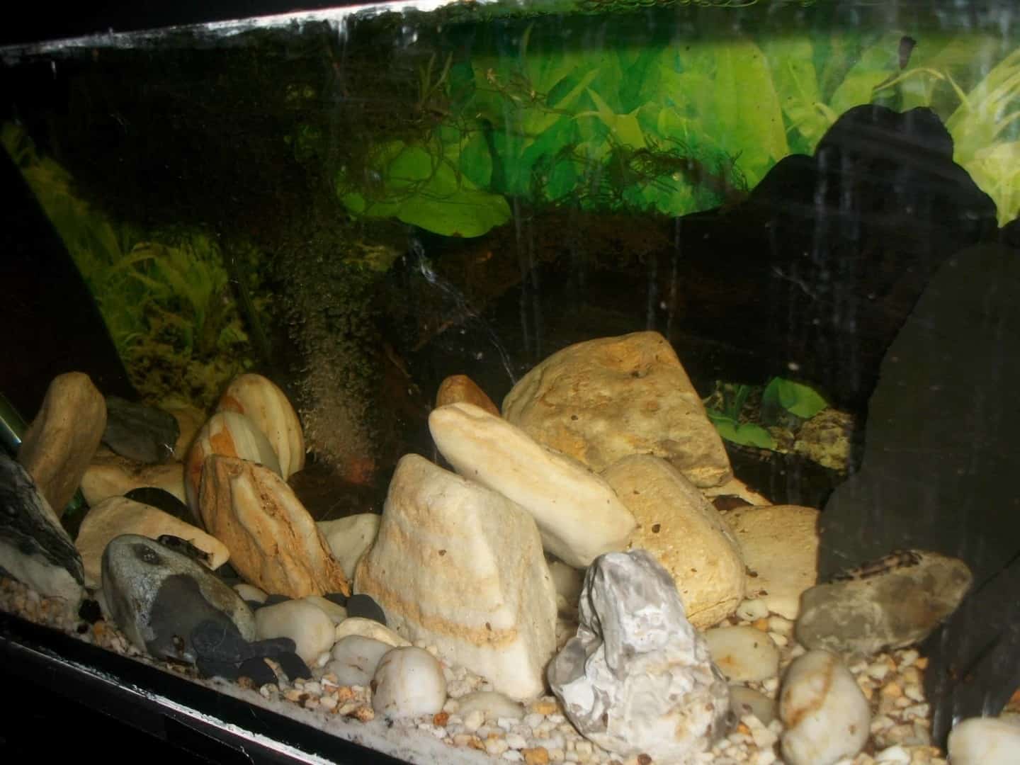 Yaoshania pachychilus, Bild 1